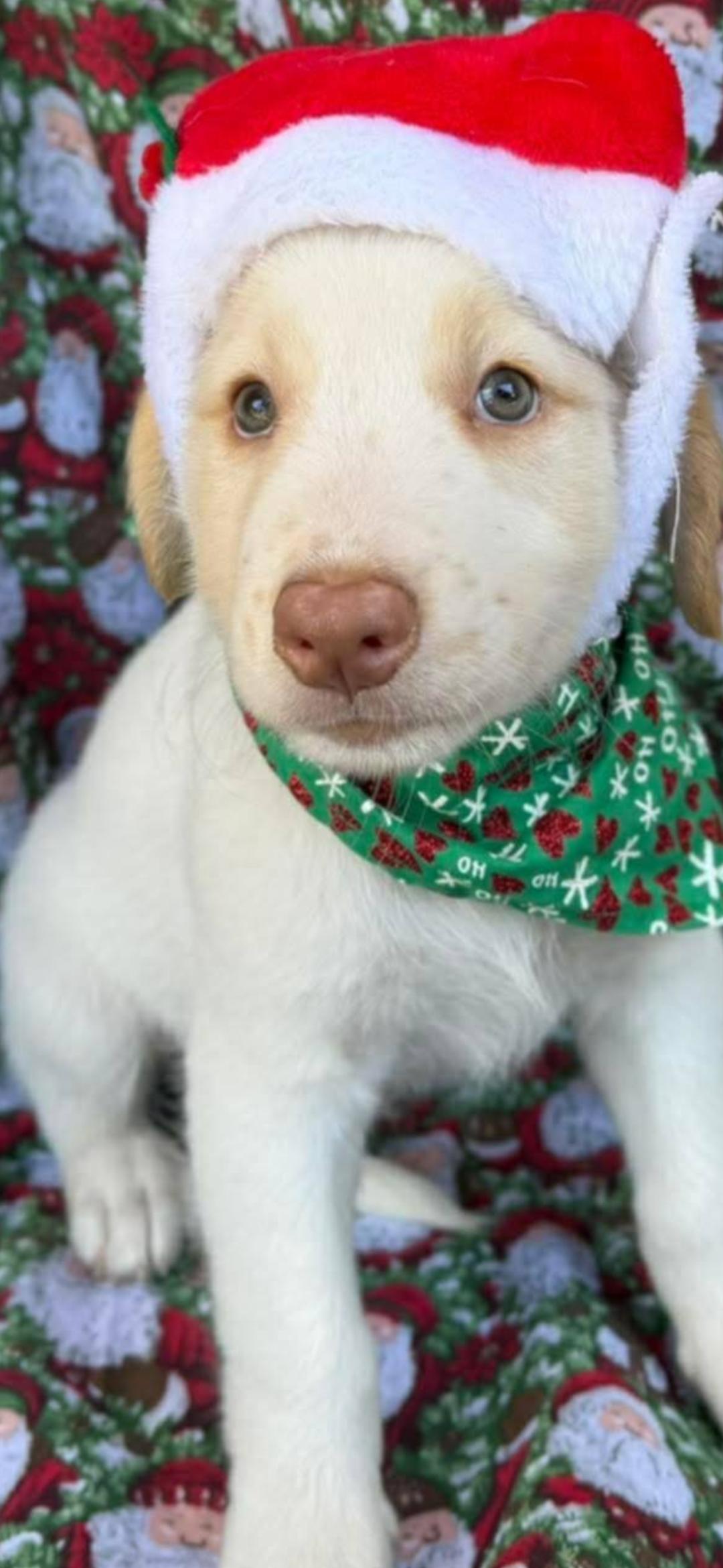 Enlarge Nico, an adopted mixed breed in New York, NY image 3/5