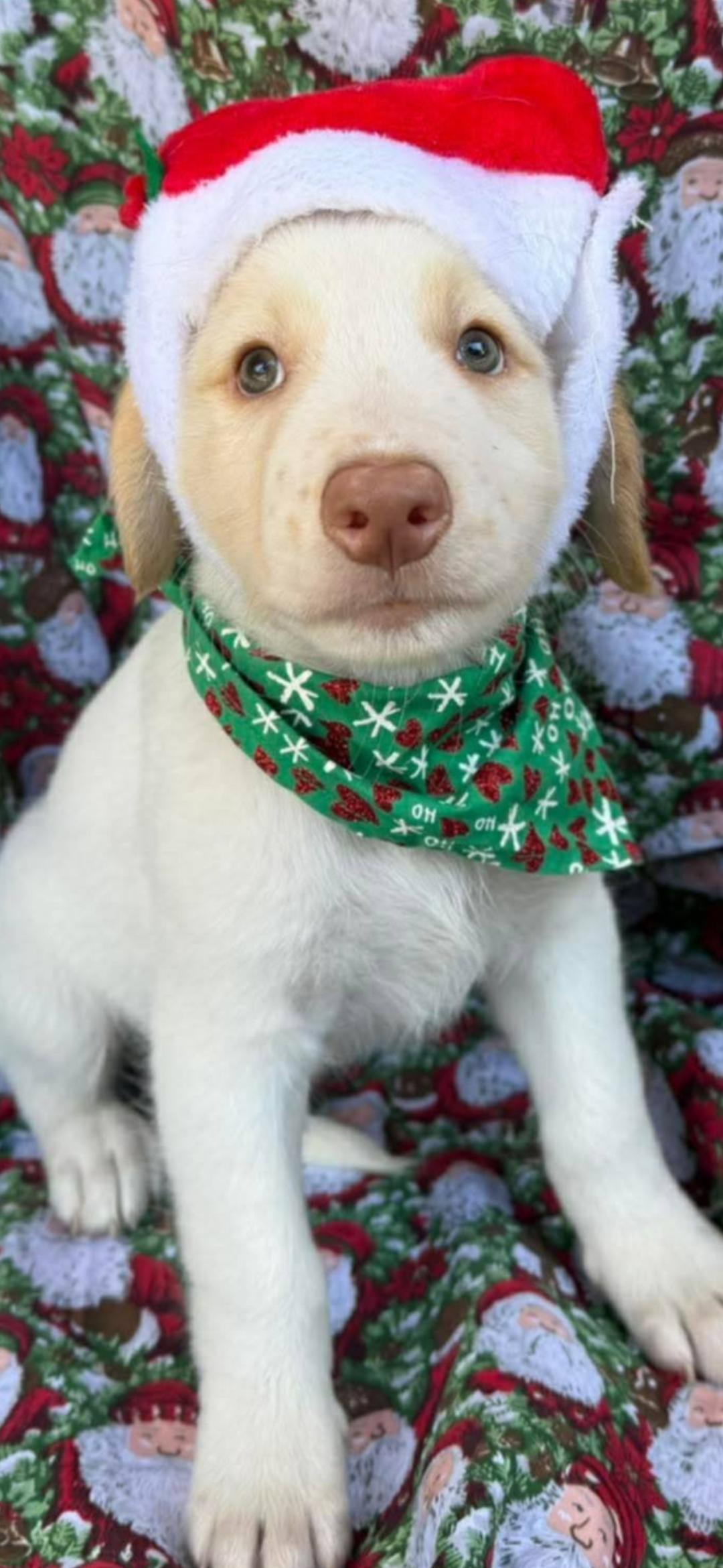 Enlarge Nico, an adopted mixed breed in New York, NY image 2/5