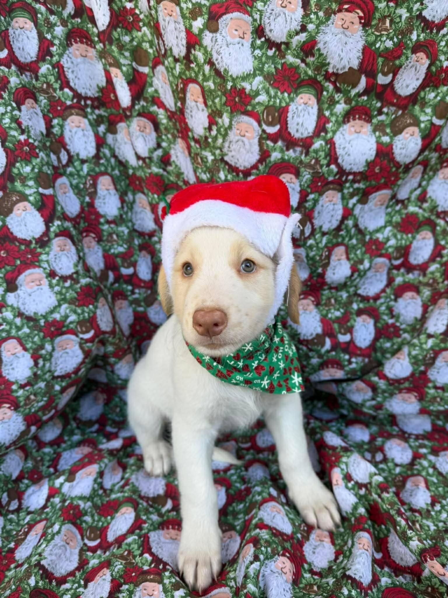 Enlarge Nico, an adopted mixed breed in New York, NY image 4/5