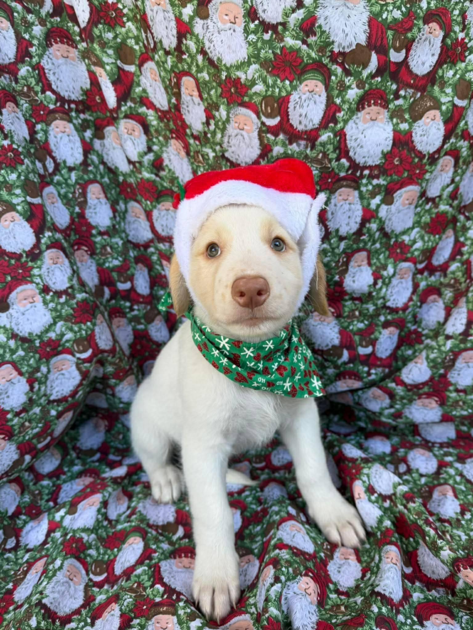 Nico, ADOPTABLE, Puppy Male Labrador Retriever.