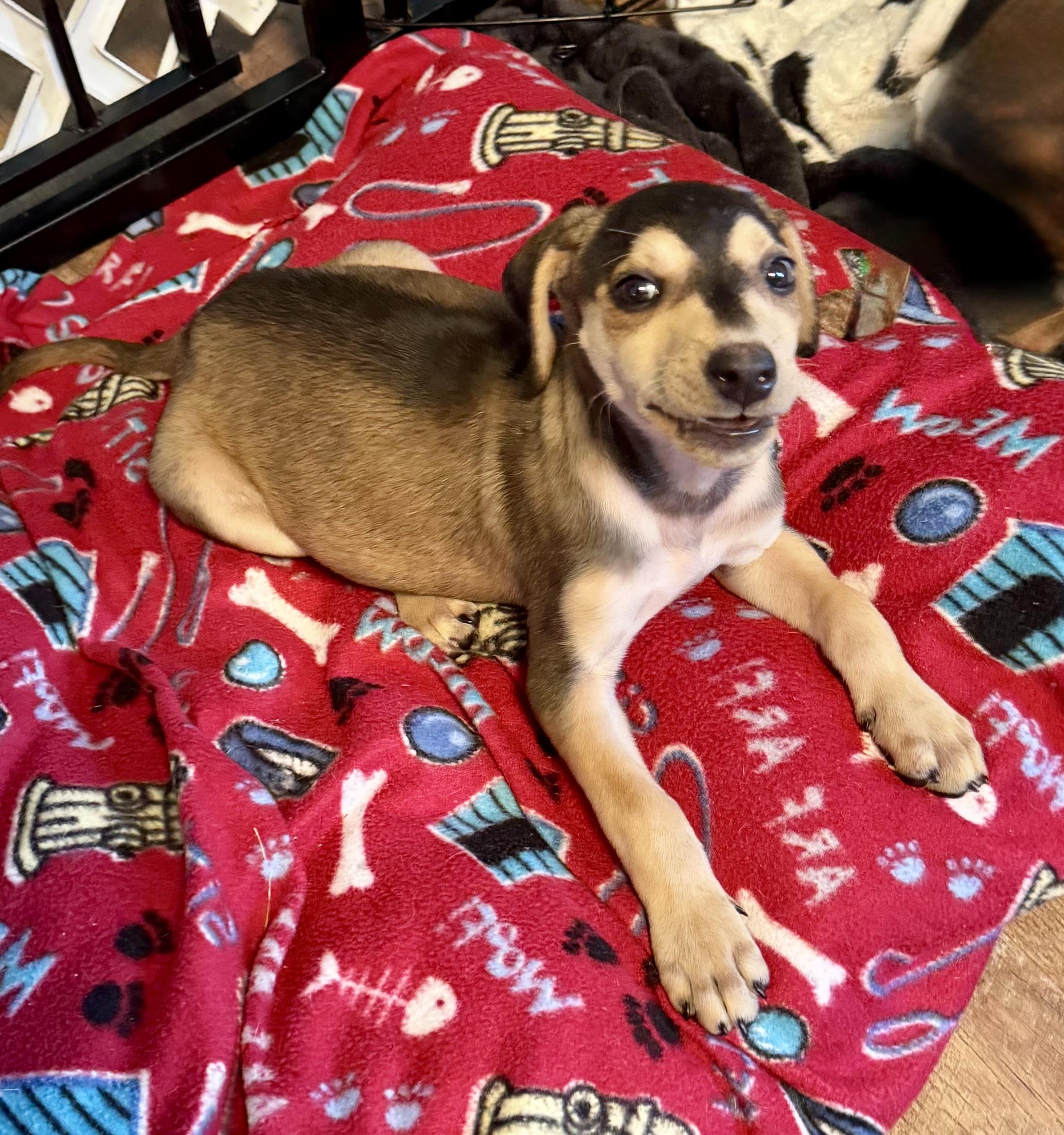 Enlarge Nova, a ADOPTABLE mixed breed in Maiden, NC image 3/5