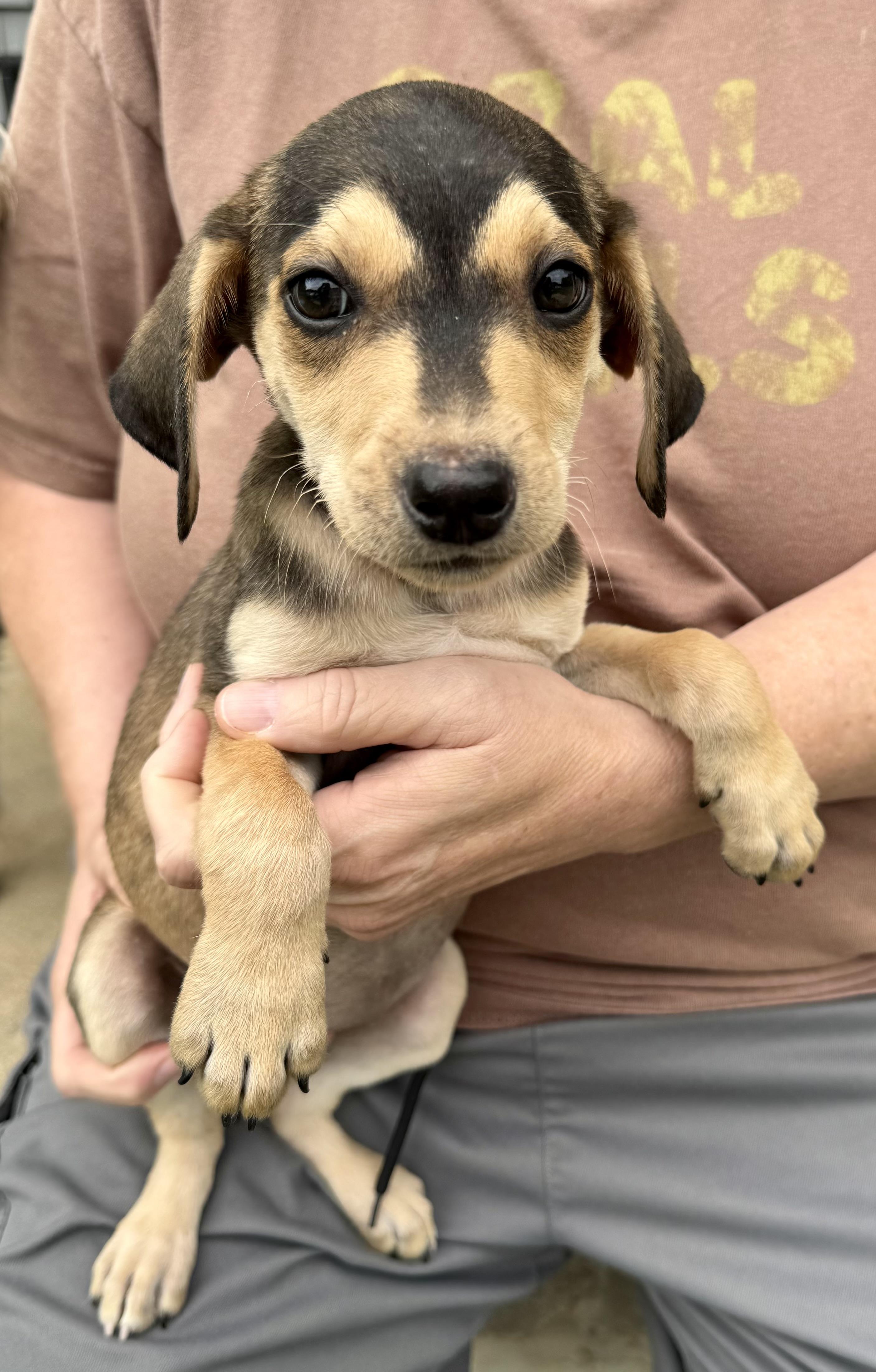 Enlarge Nova, a ADOPTABLE mixed breed in Maiden, NC image 4/5