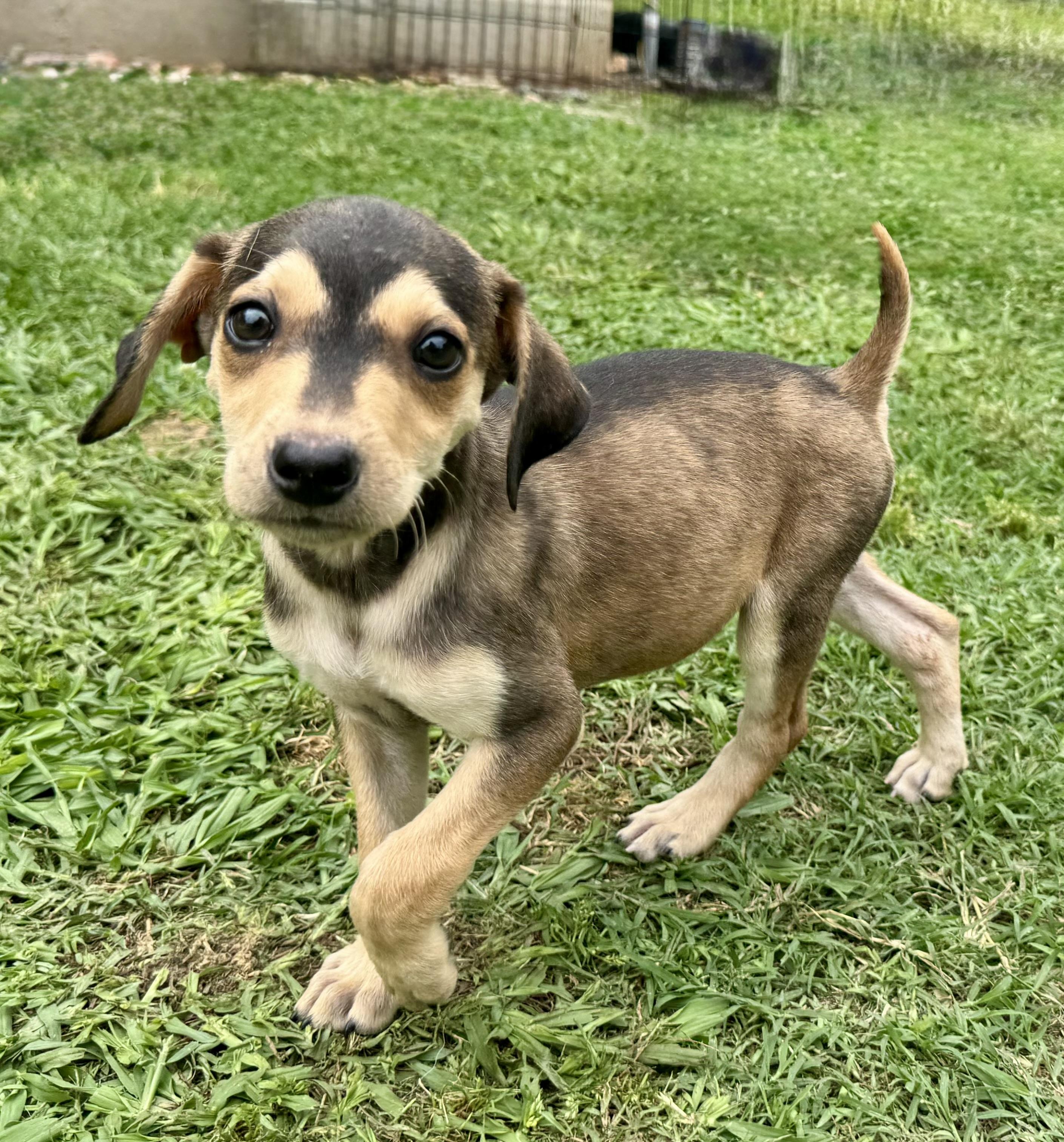 Enlarge Nova, a ADOPTABLE mixed breed in Maiden, NC image 2/5