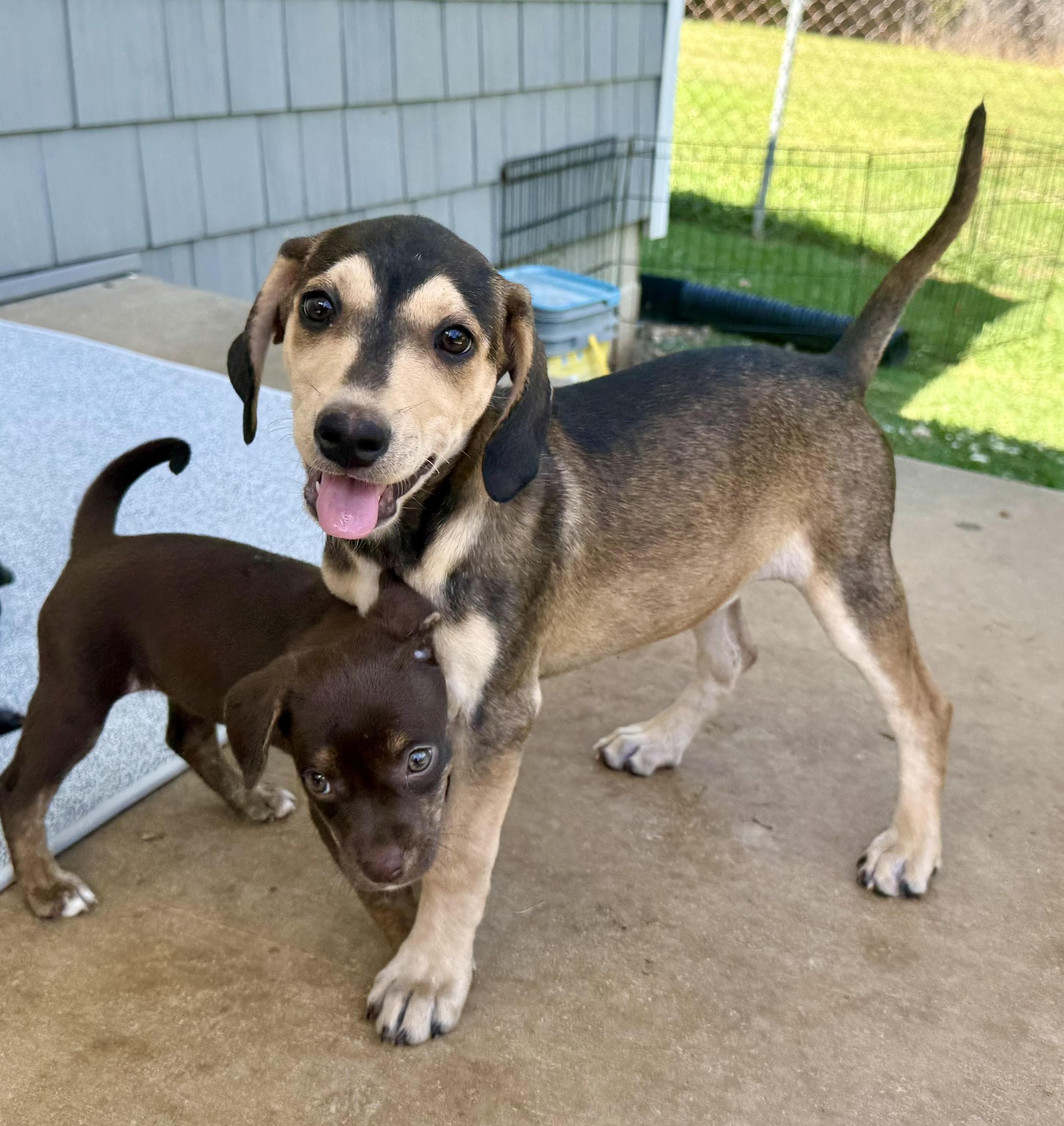 Nova, ADOPTABLE, Puppy Female Hound.