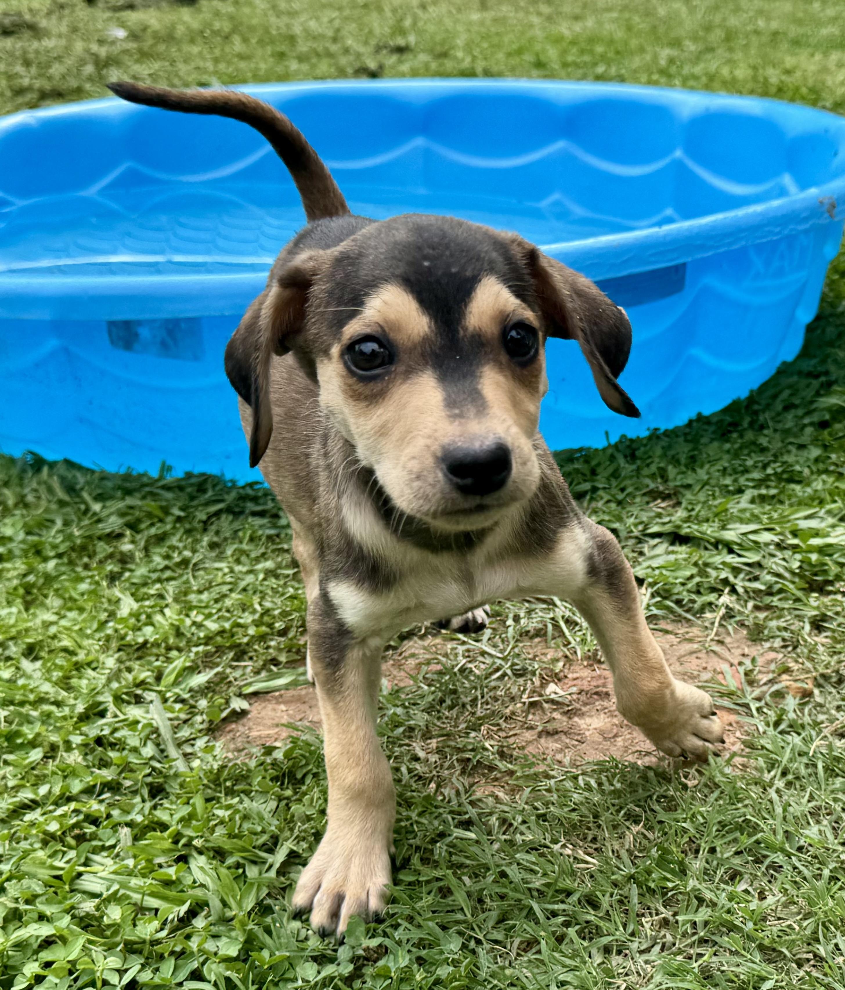 Enlarge Nova, a ADOPTABLE mixed breed in Maiden, NC image 5/5