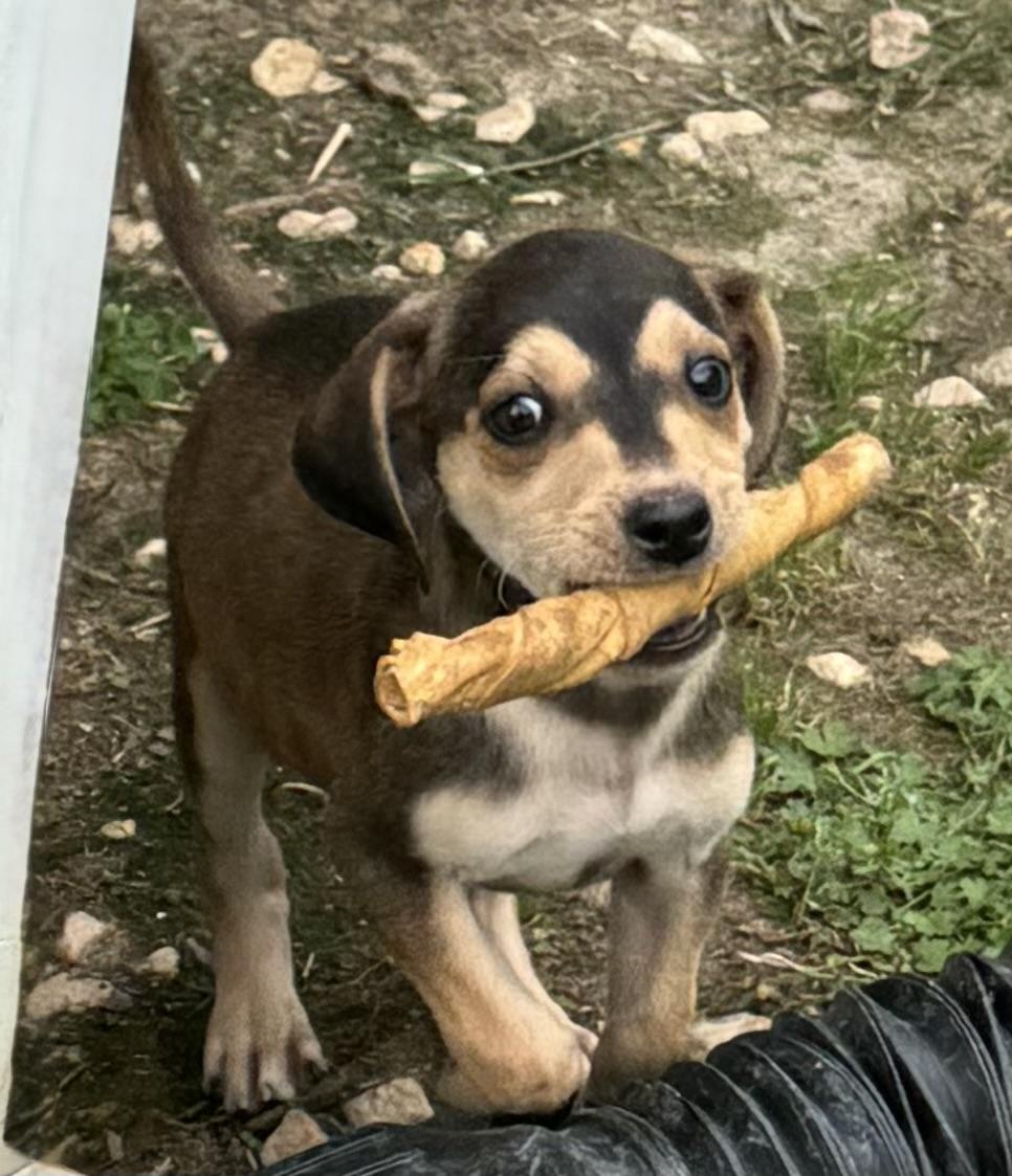 Nova, ADOPTABLE, Puppy Female Hound.