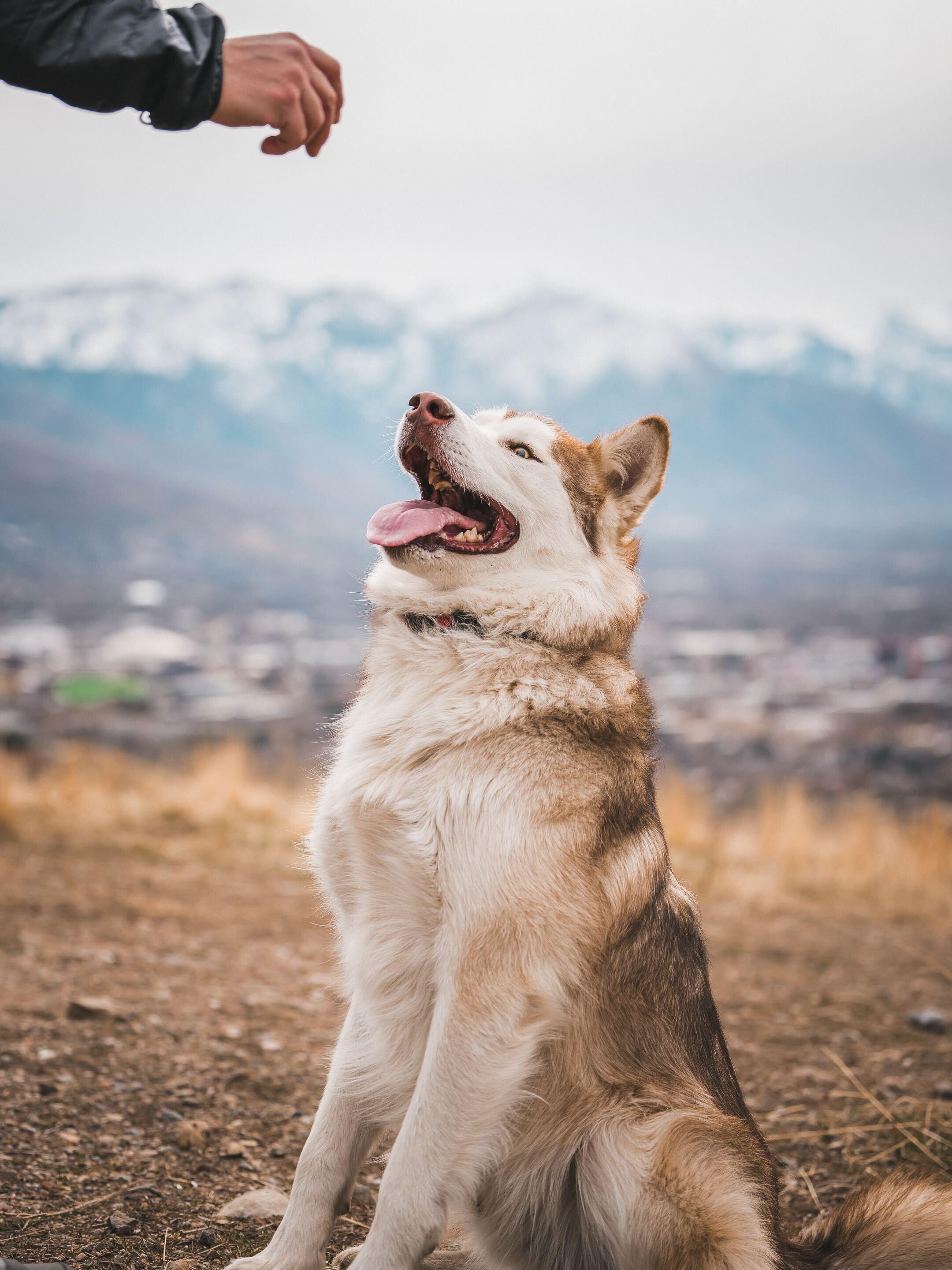 Enlarge Nibbles, a Adoptable Alaskan Malamute in Cottonwood Heights, UT image 1/5