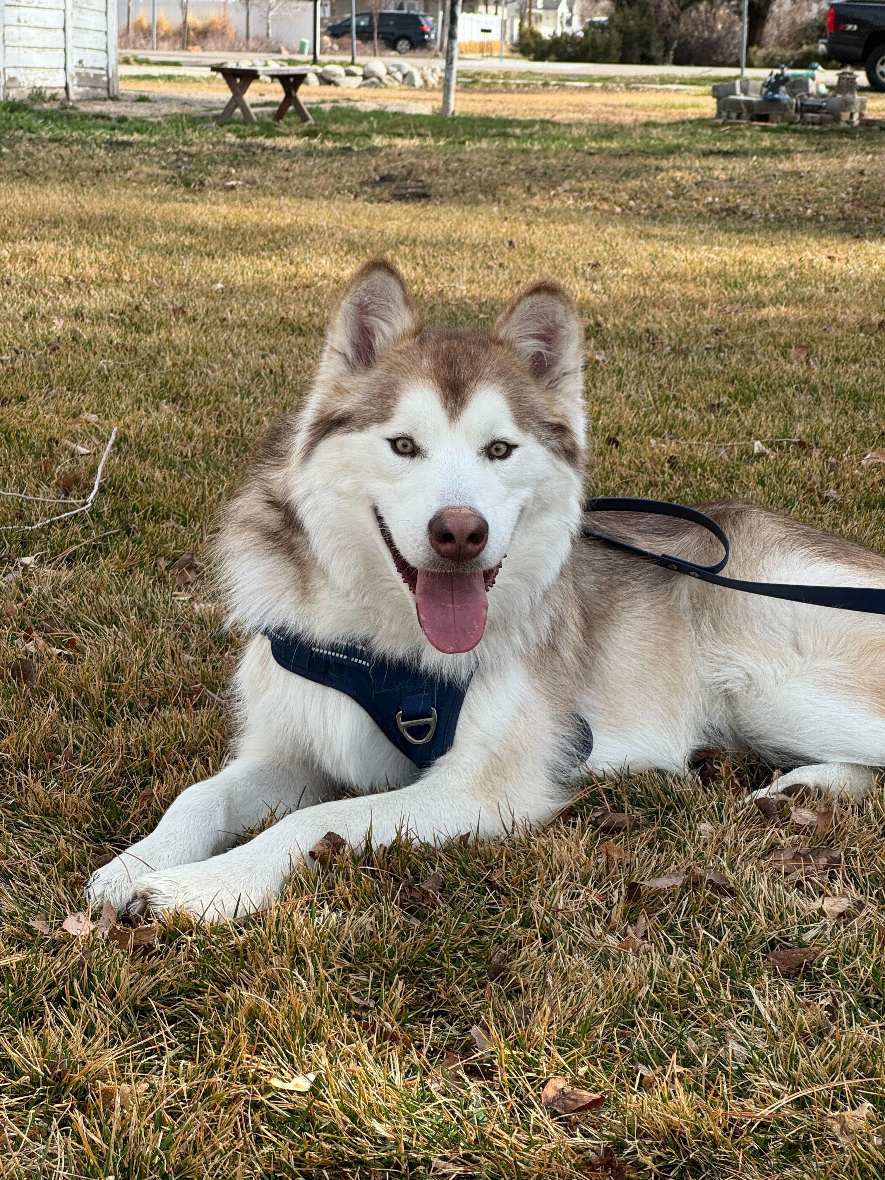 Enlarge Nibbles, a Adopted Alaskan Malamute in Cottonwood Heights, UT image 1/6