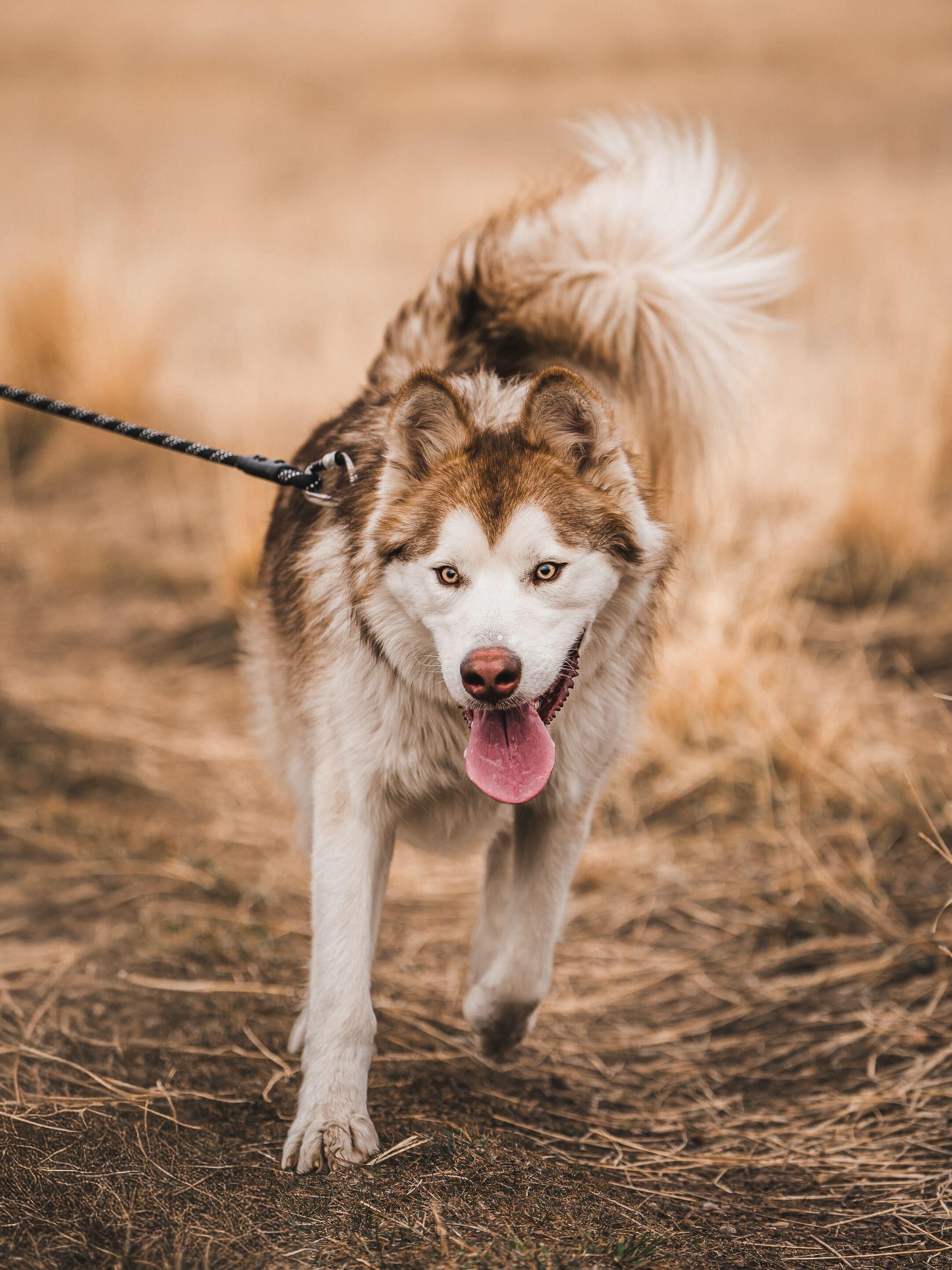 Enlarge Nibbles, a Adoptable Alaskan Malamute in Cottonwood Heights, UT image 2/5
