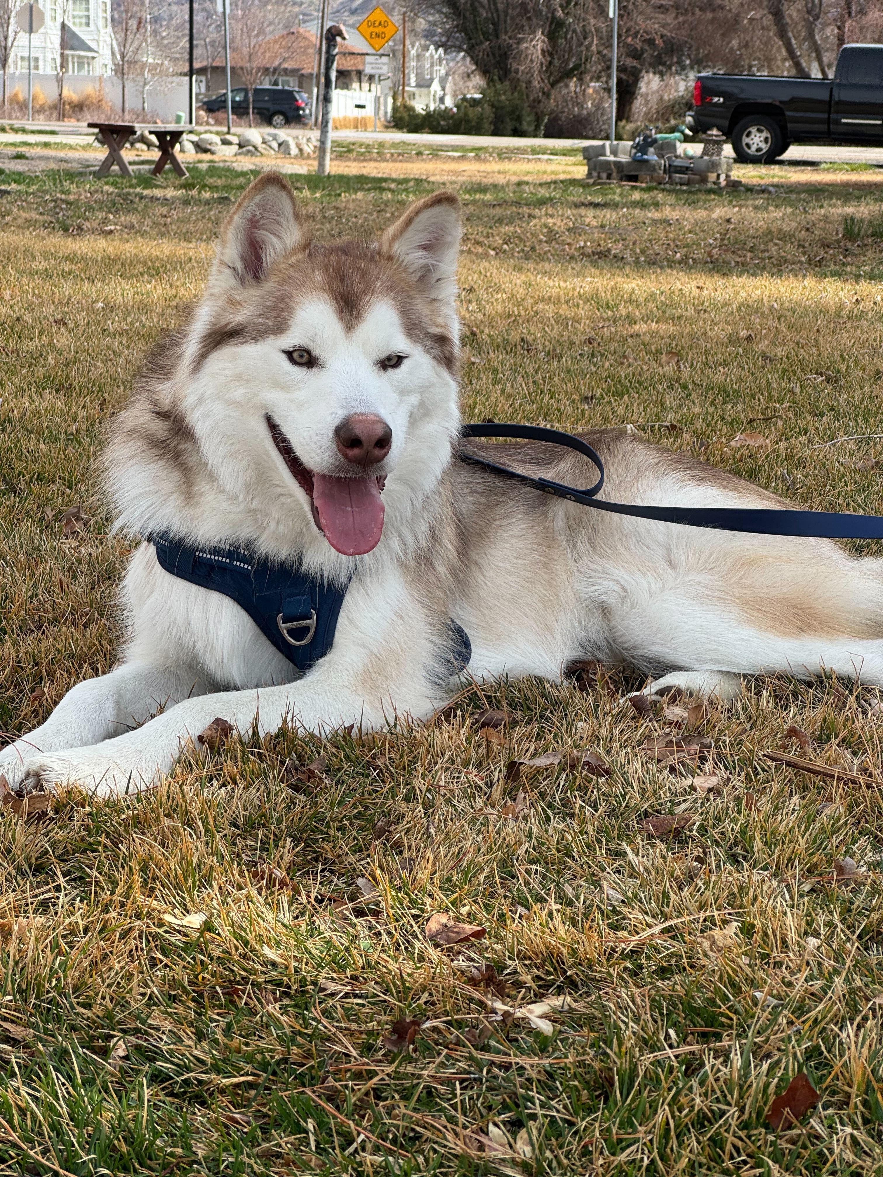 Enlarge Nibbles, a Adopted Alaskan Malamute in Cottonwood Heights, UT image 2/6