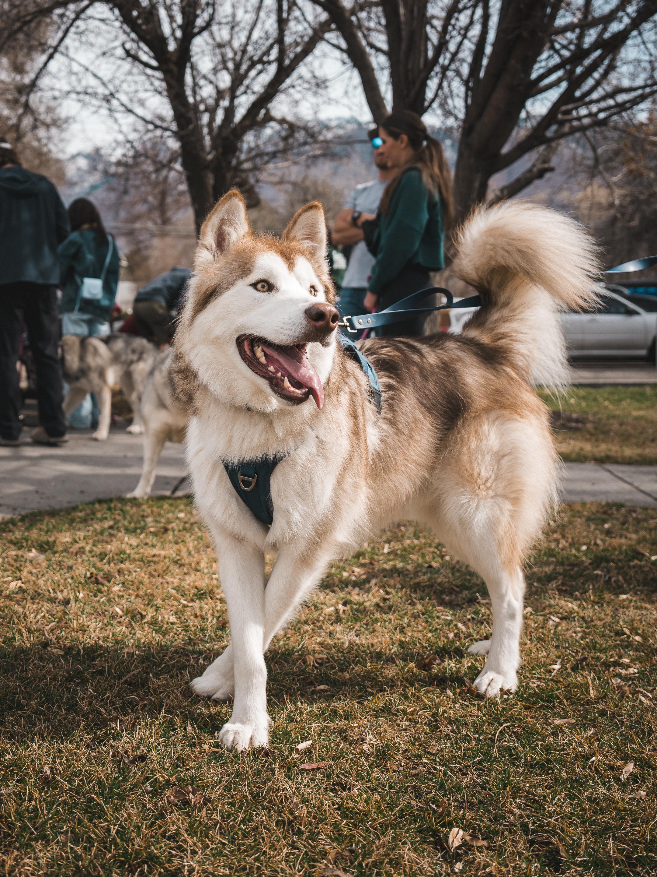 Enlarge Nibbles, a Adopted Alaskan Malamute in Cottonwood Heights, UT image 3/6
