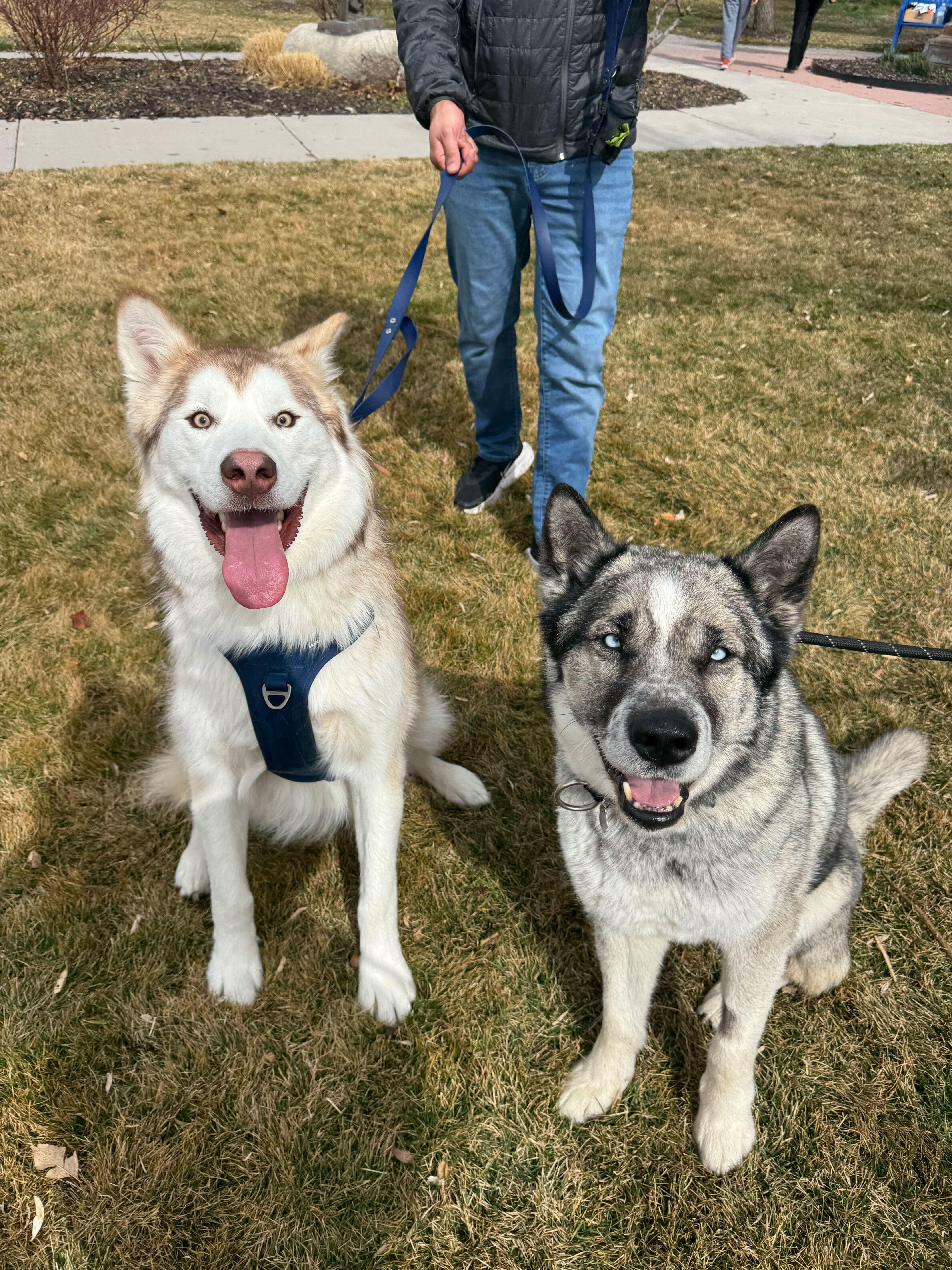 Enlarge Nibbles, a Adopted Alaskan Malamute in Cottonwood Heights, UT image 4/6