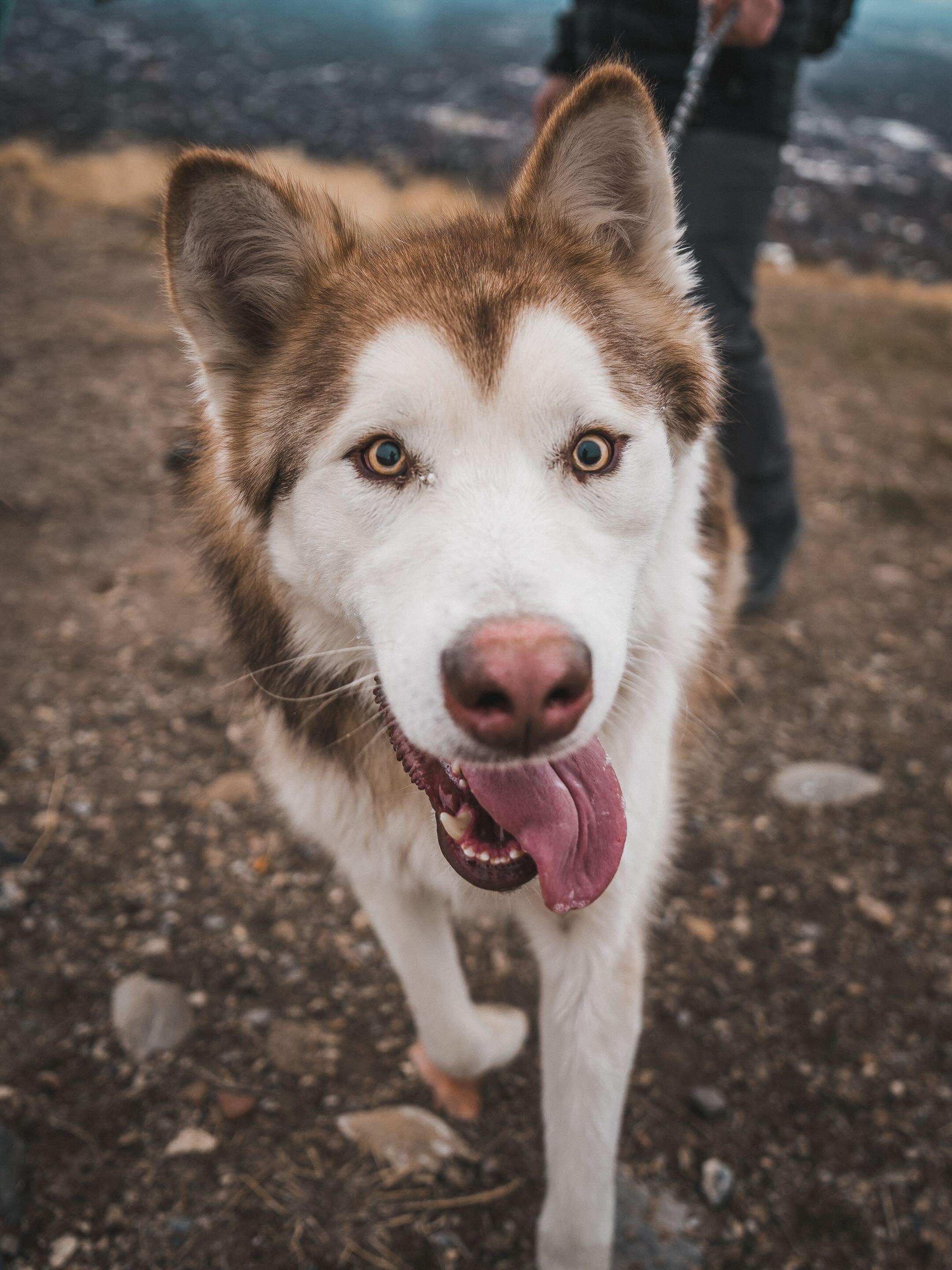 Enlarge Nibbles, a Adoptable Alaskan Malamute in Cottonwood Heights, UT image 3/5