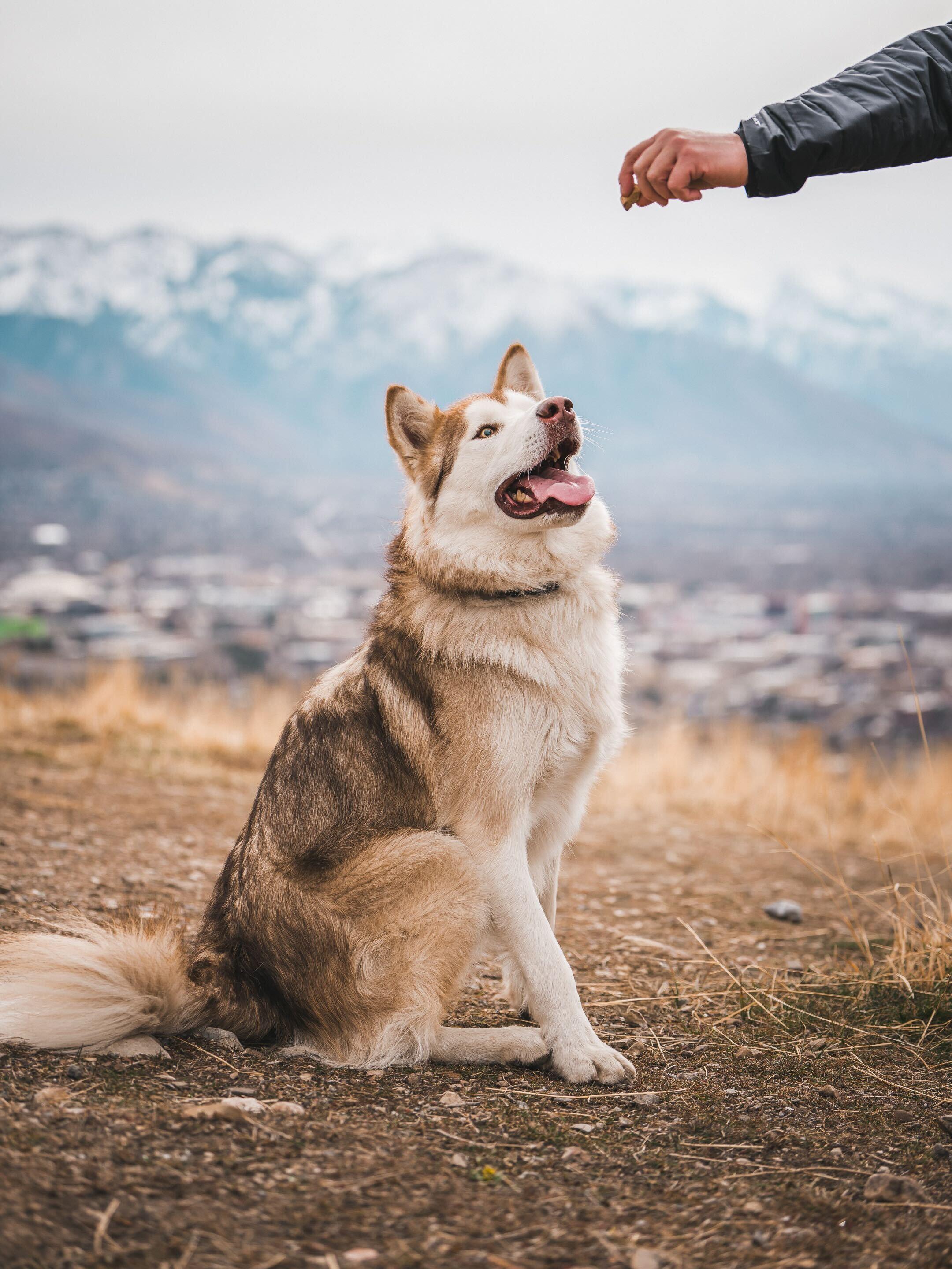 Enlarge Nibbles, a Adoptable Alaskan Malamute in Cottonwood Heights, UT image 4/5