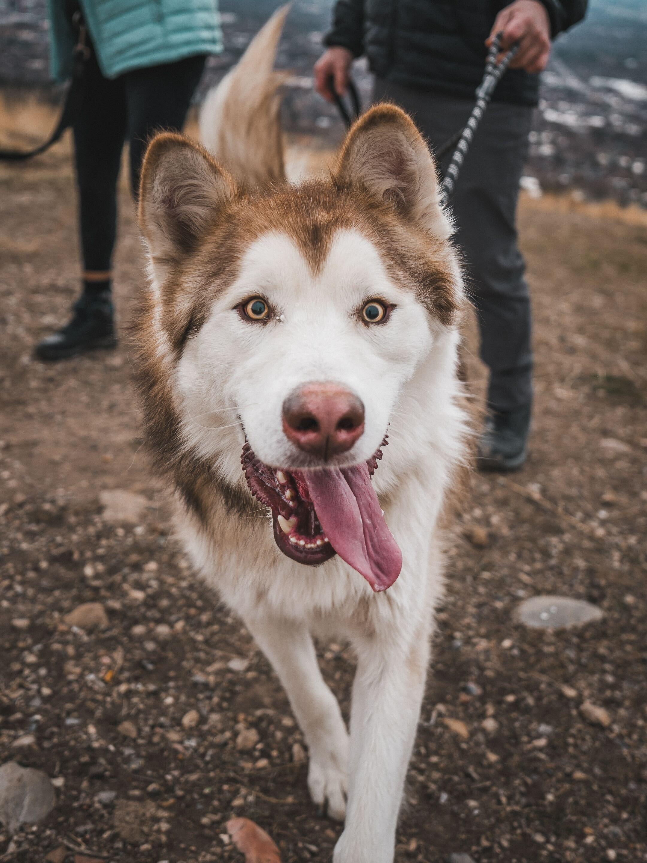 Enlarge Nibbles, a Adoptable Alaskan Malamute in Cottonwood Heights, UT image 5/5