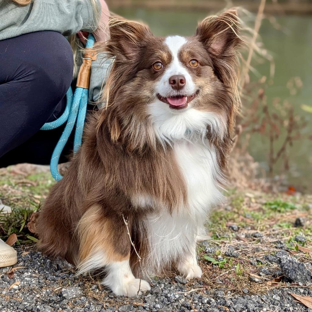 Enlarge Sir Coco 12-0302, a Adoptable Australian Shepherd in Tyrone, GA image 1/1