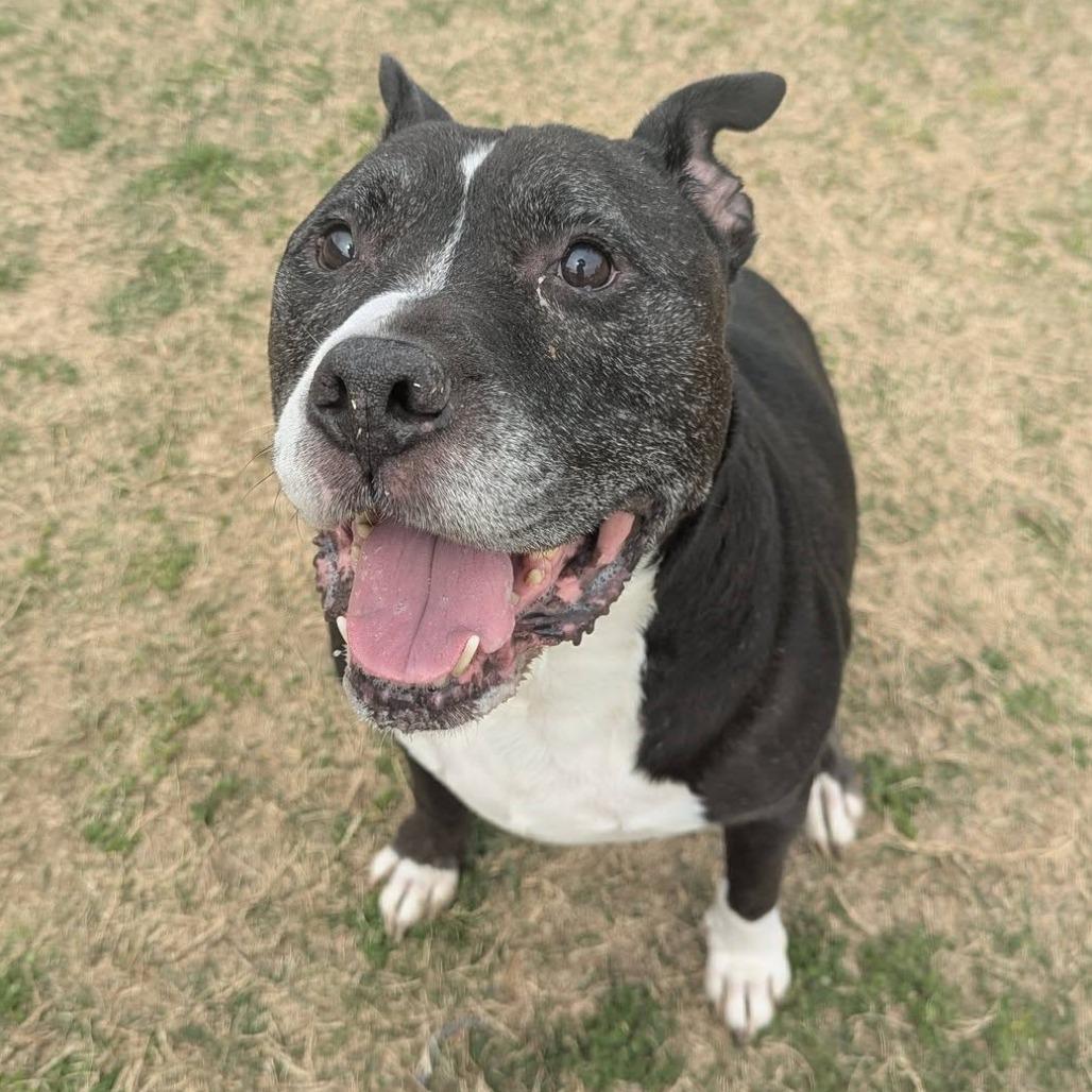 Enlarge PABLO  Available NOW - ADOPTION or RESCUE!, a Adoptable Mixed Breed in Nashville, NC image 1/6