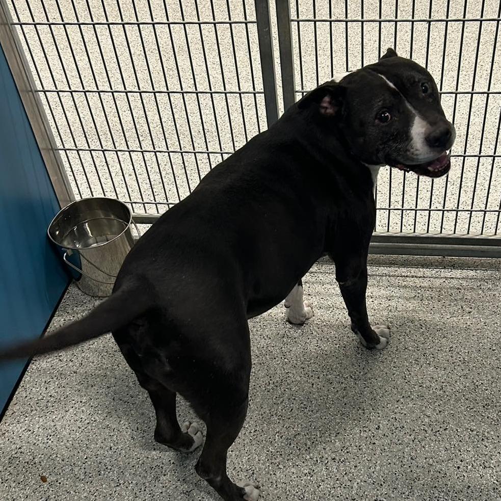 PABLO Available NOW - ADOPTION or RESCUE!, a Adoptable Mixed Breed in Nashville, NC image 1/2