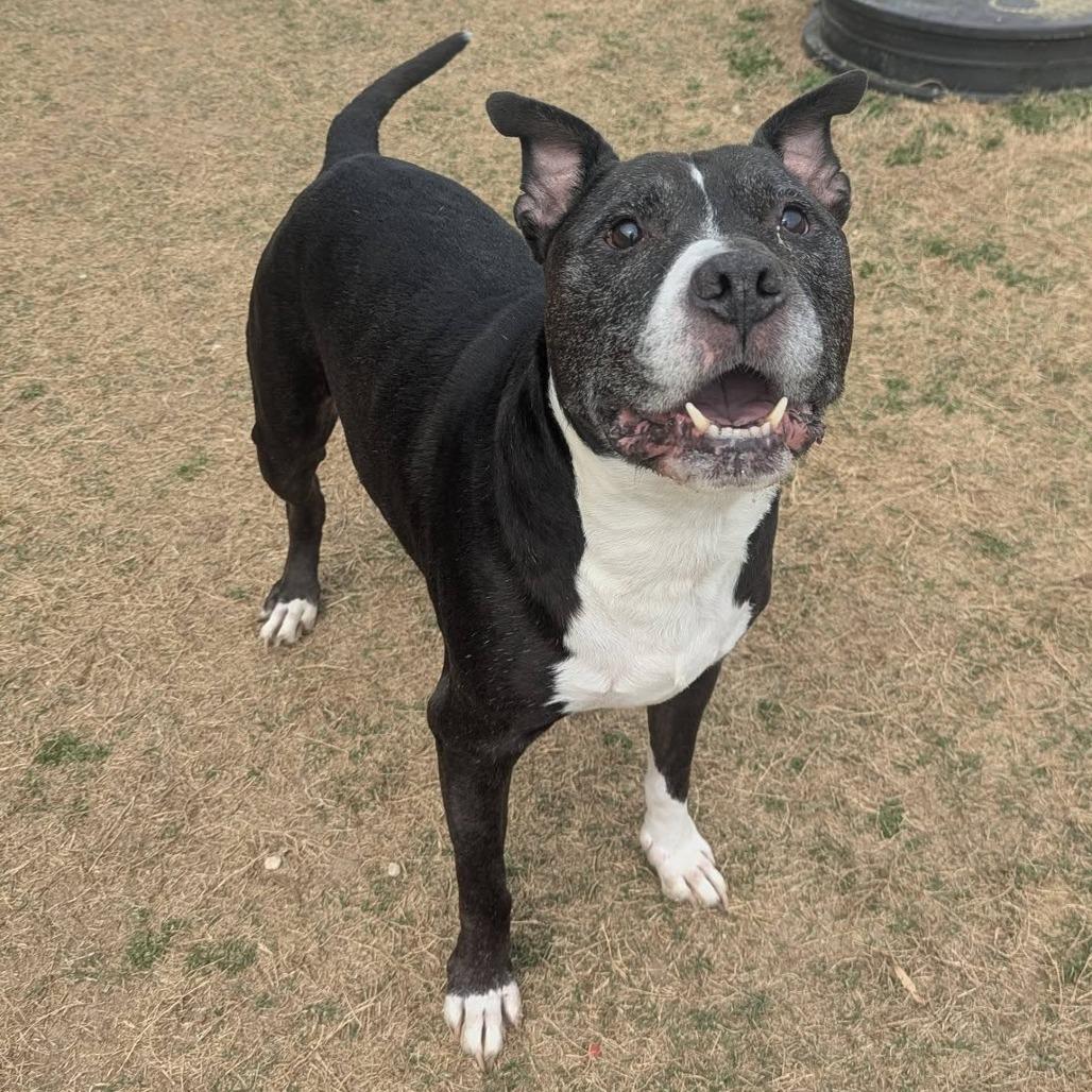 Enlarge PABLO  Available NOW - ADOPTION or RESCUE!, a Adoptable Mixed Breed in Nashville, NC image 3/6