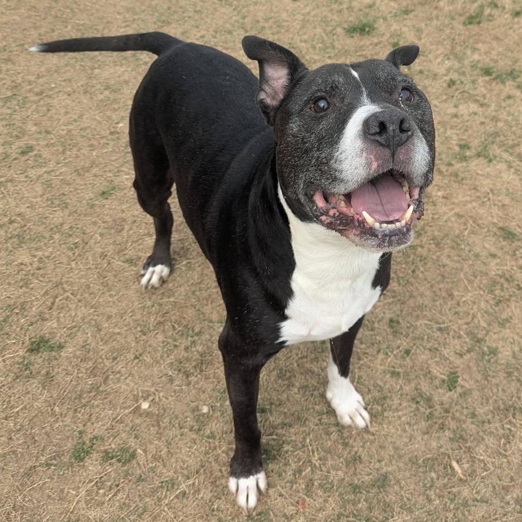 Enlarge PABLO  Available NOW - ADOPTION or RESCUE!, a Adoptable Mixed Breed in Nashville, NC image 4/6