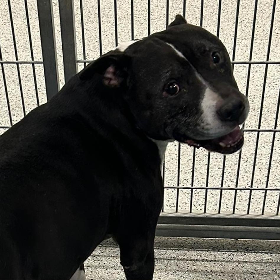 PABLO Available NOW - ADOPTION or RESCUE!, a Adoptable Mixed Breed in Nashville, NC image 2/2