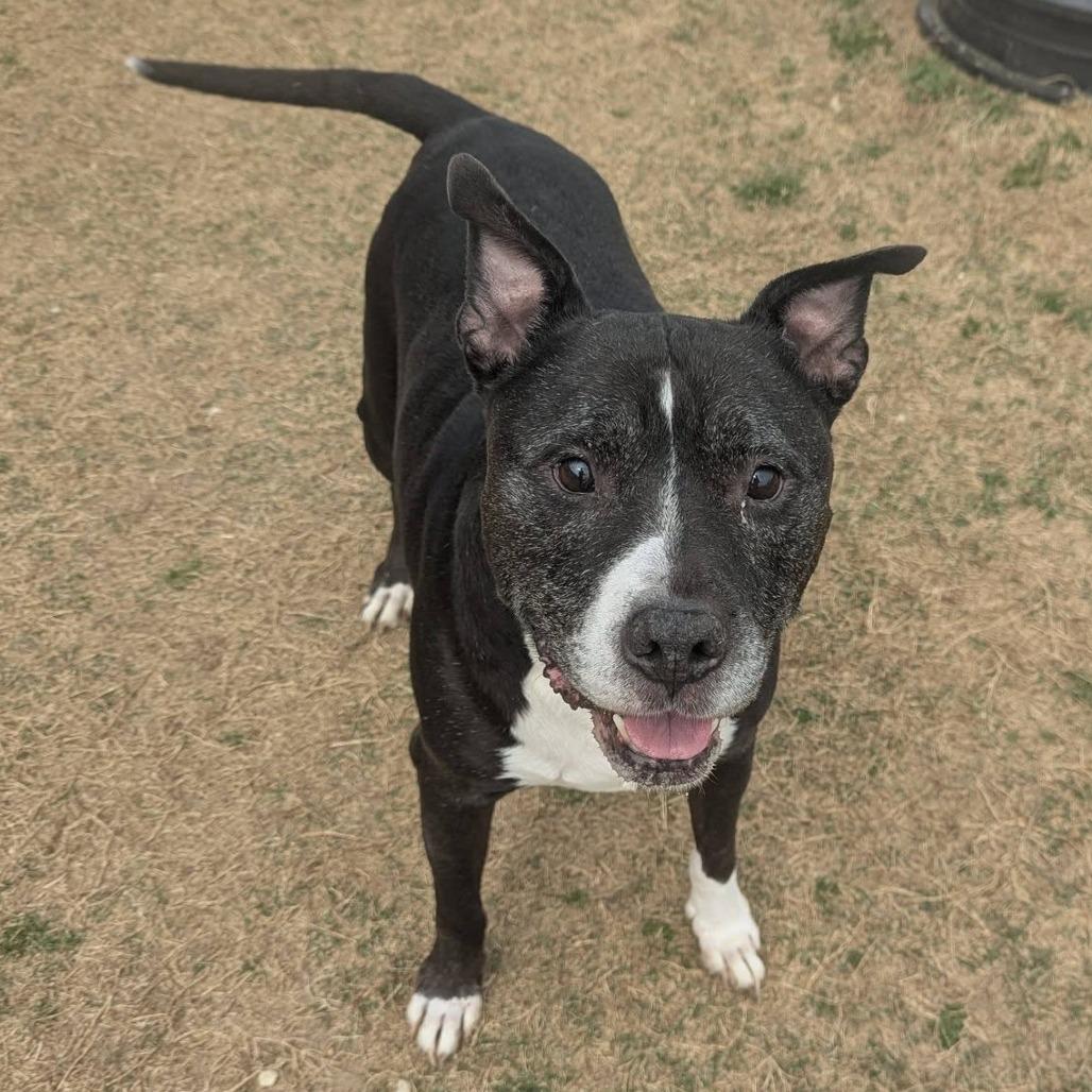 Enlarge PABLO  Available NOW - ADOPTION or RESCUE!, a Adoptable Mixed Breed in Nashville, NC image 6/6