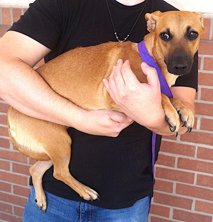 Enlarge Martha, a ADOPTABLE mixed breed in Carrollton, TX image 3/3