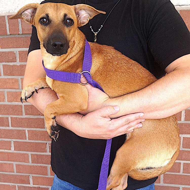 Enlarge Martha, a ADOPTABLE mixed breed in Carrollton, TX image 2/3