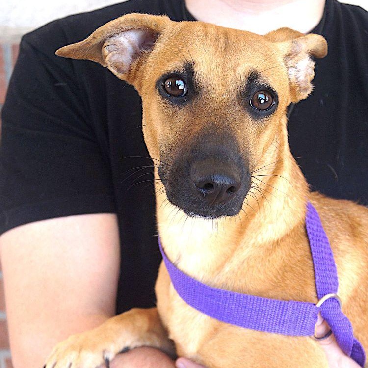 Martha, ADOPTABLE, Adult Female Dachshund.