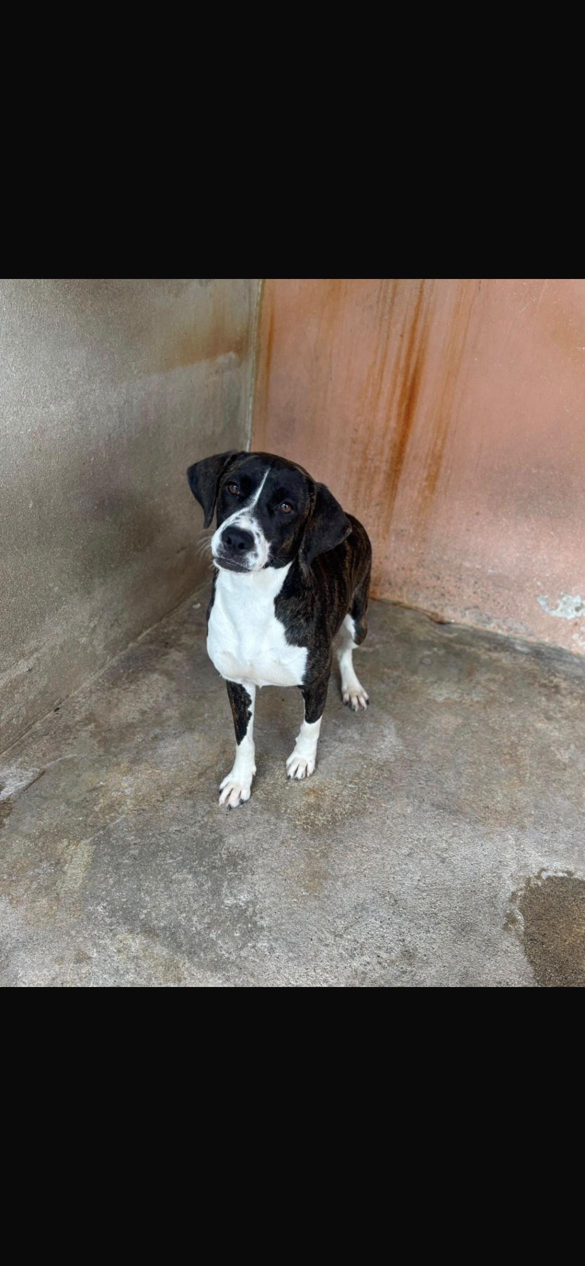 Enlarge Rory, a ADOPTABLE mixed breed in Loiza, PR image 1/2