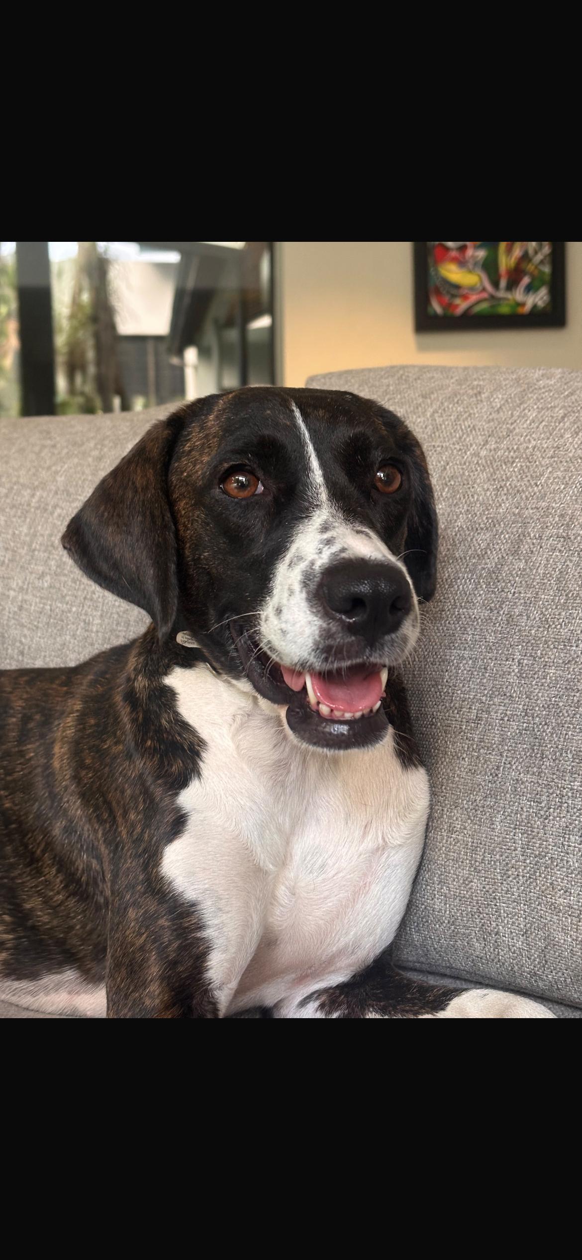 Rory, a ADOPTABLE mixed breed in Loiza, PR image 1/3