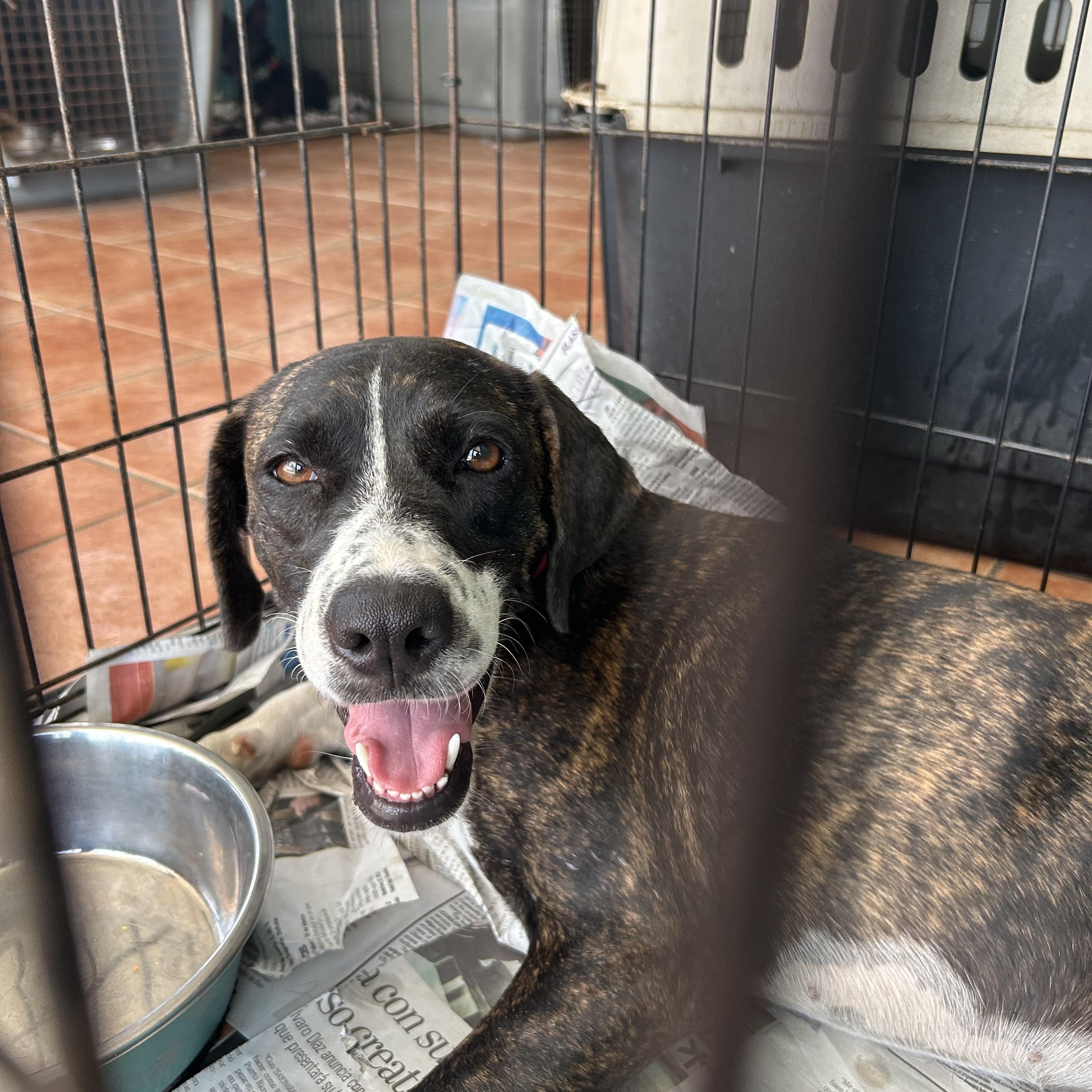 Enlarge Rory, a ADOPTABLE mixed breed in Loiza, PR image 2/2