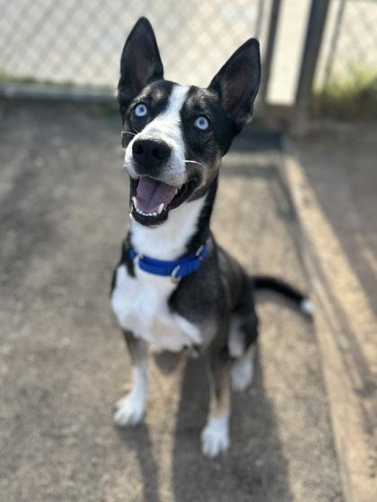 Enlarge Zagreus, a Adoptable mixed breed in San Marcos, TX image 1/6