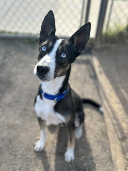 Enlarge Zagreus, a Adoptable mixed breed in San Marcos, TX image 3/6