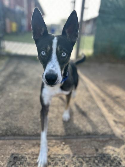 Enlarge Zagreus, a Adoptable mixed breed in San Marcos, TX image 6/6