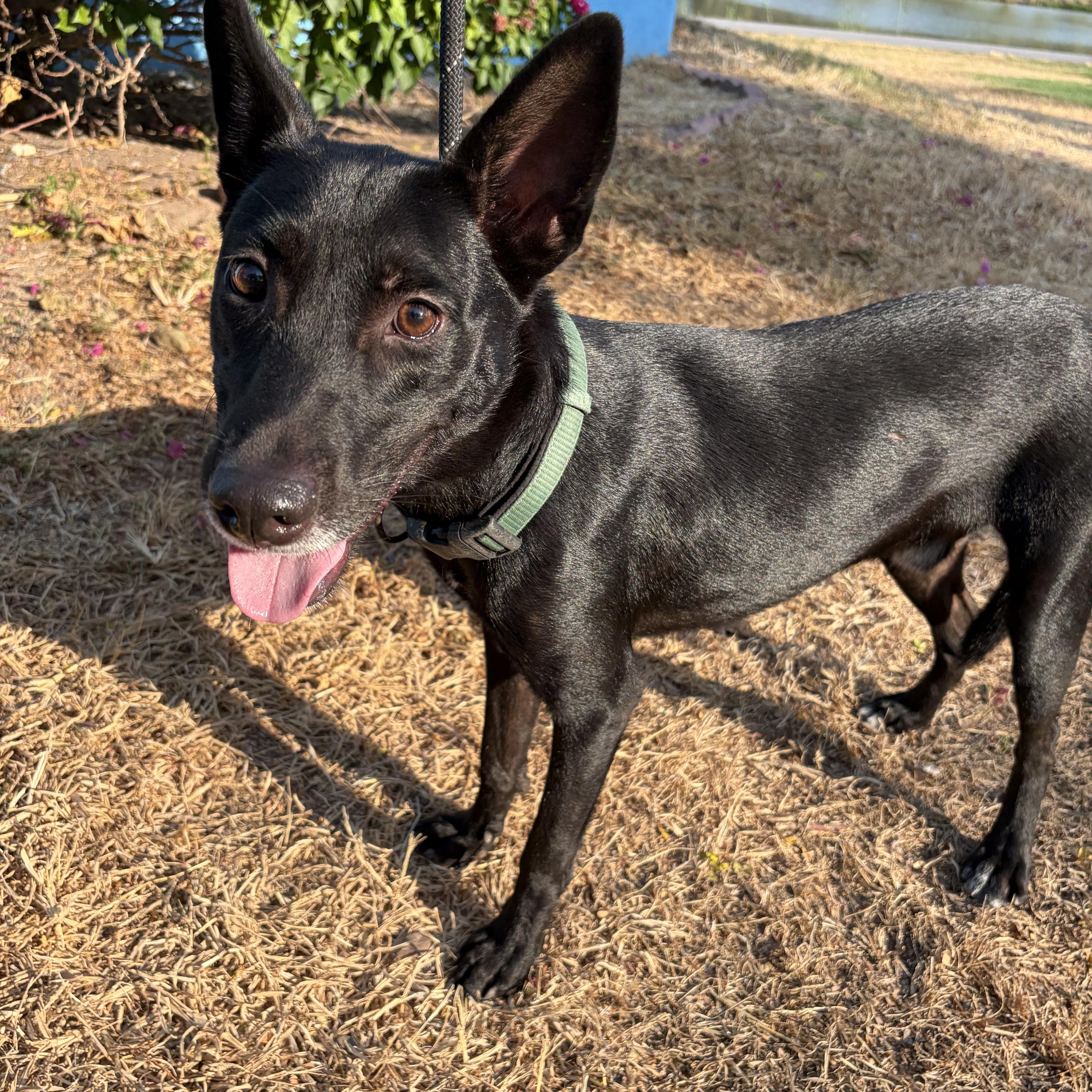 Enlarge Miles, a Adoptable mixed breed in Philadelphia, PA image 1/2