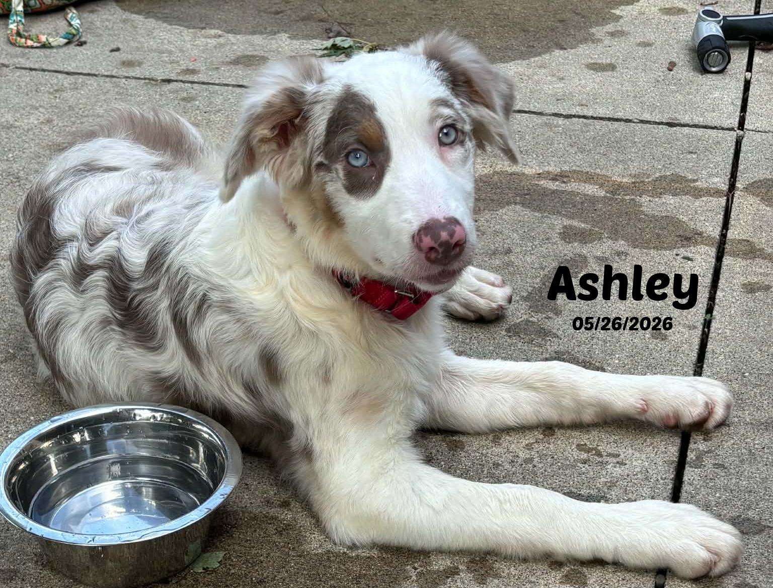 Ashley, Adopted, Puppy Female Border Collie.