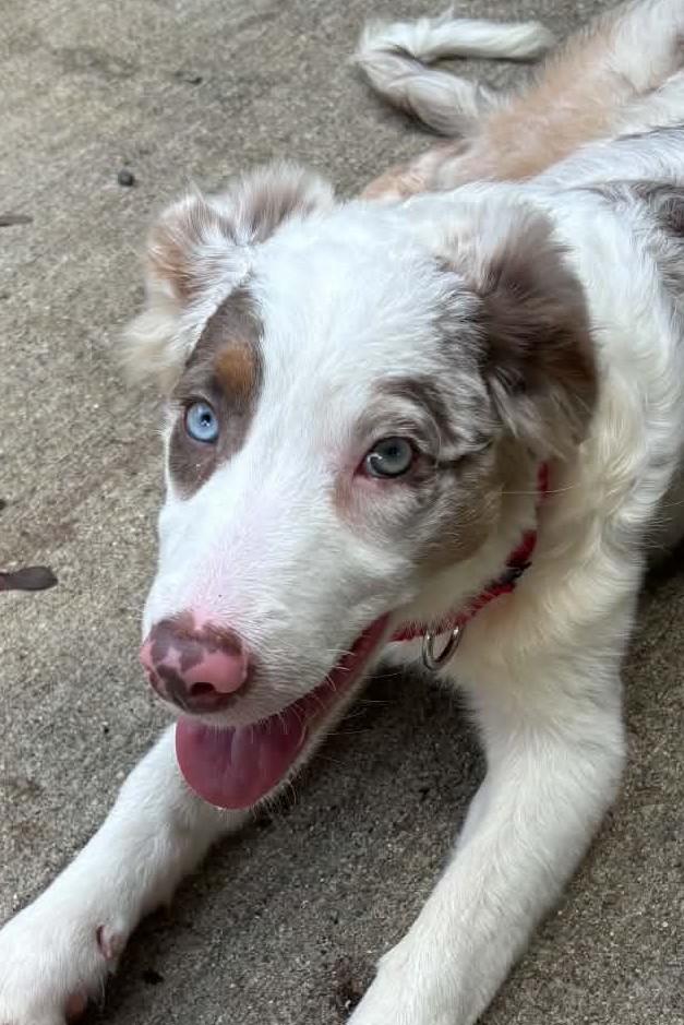 Enlarge Ashley, a Adopted Border Collie in Seymour, IN image 2/4