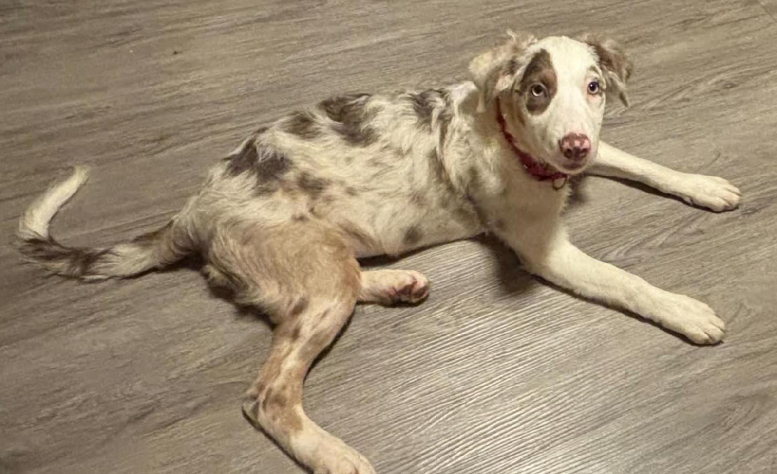 Enlarge Ashley, a Adopted Border Collie in Seymour, IN image 3/4