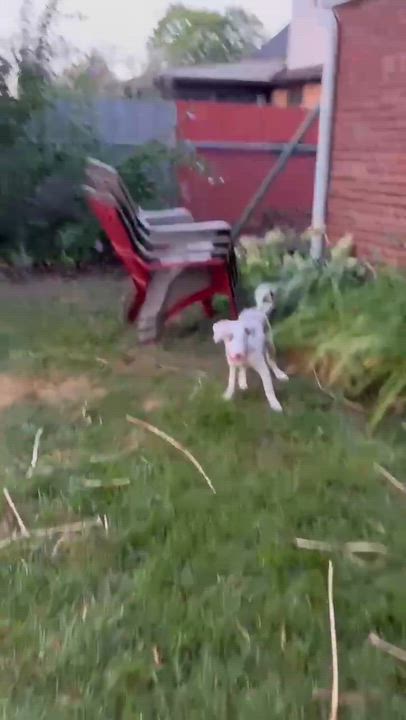 Enlarge Ashley, a Adopted Border Collie in Seymour, IN video 4/4