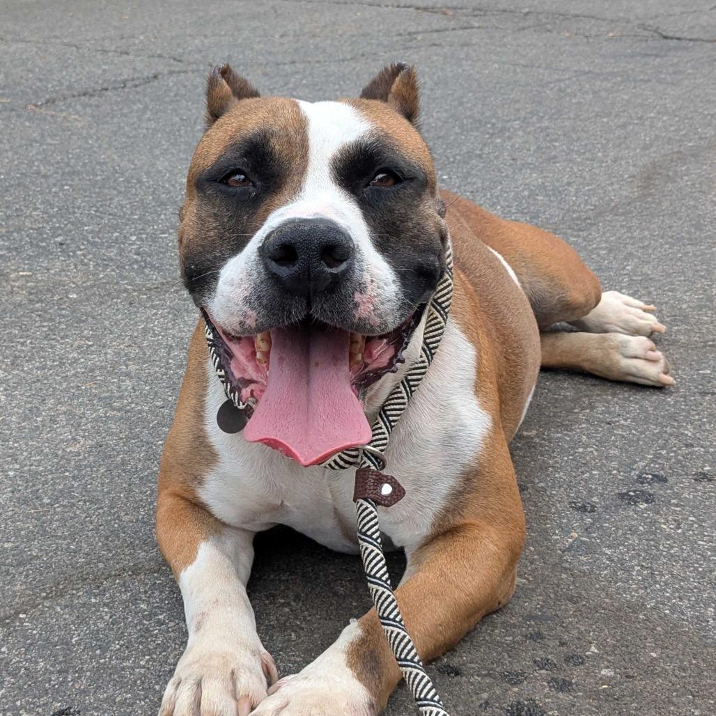 Enlarge Windsor, a Adoptable mixed breed in Riverside, CA image 1/5