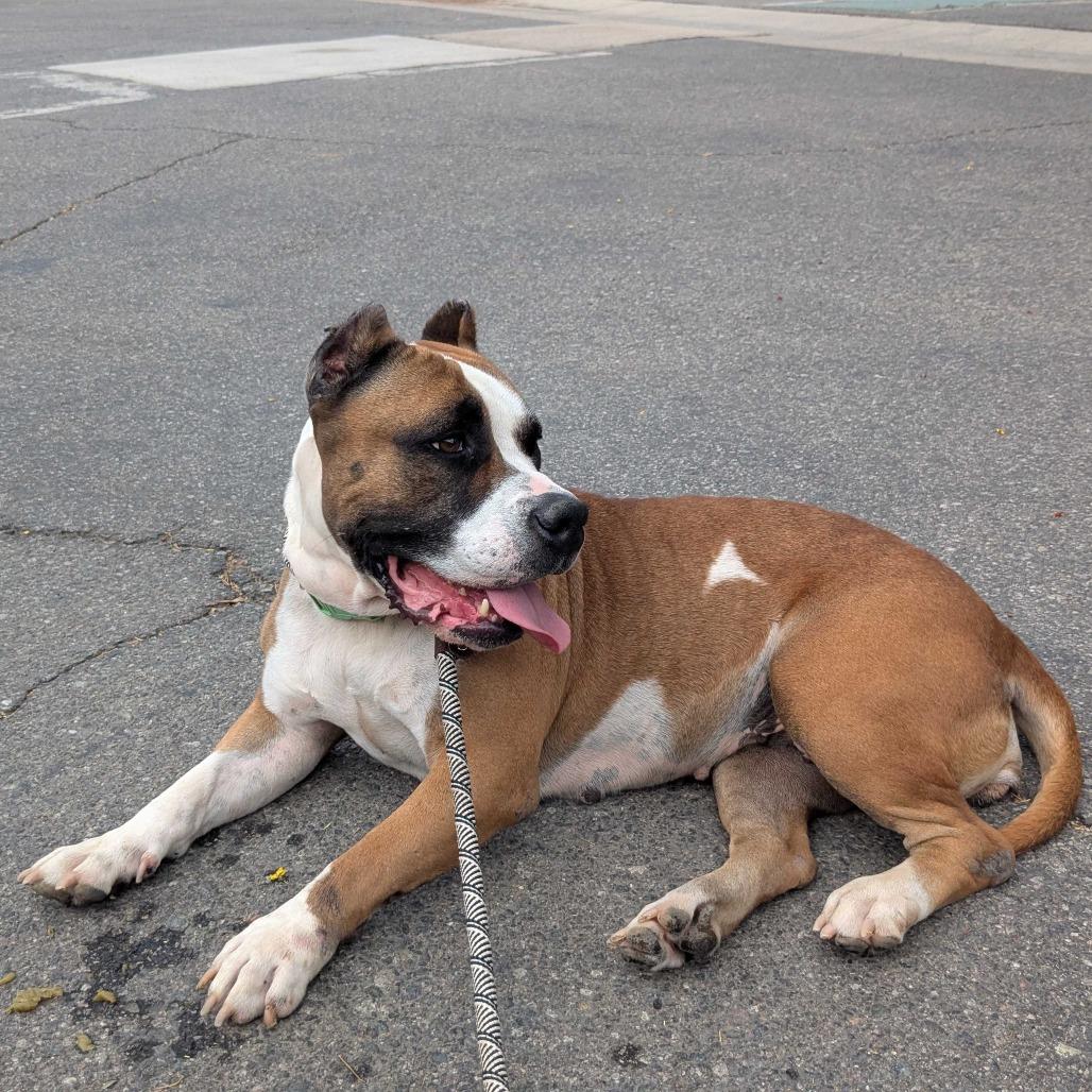 Enlarge Windsor, a Adoptable mixed breed in Riverside, CA image 2/5