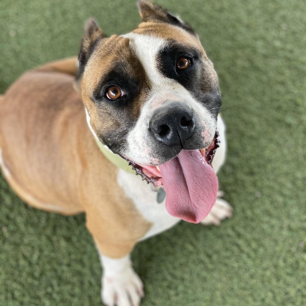 Enlarge Windsor, a Adoptable mixed breed in Riverside, CA image 3/5