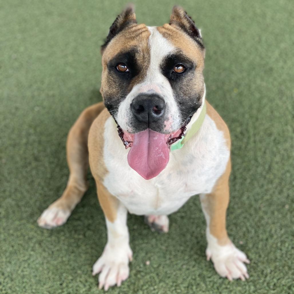 Enlarge Windsor, a Adoptable mixed breed in Riverside, CA image 4/5