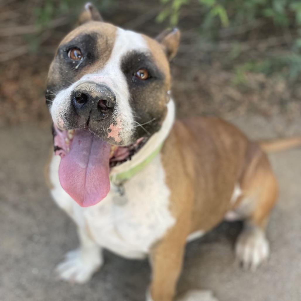 Enlarge Windsor, a Adoptable mixed breed in Riverside, CA image 5/5