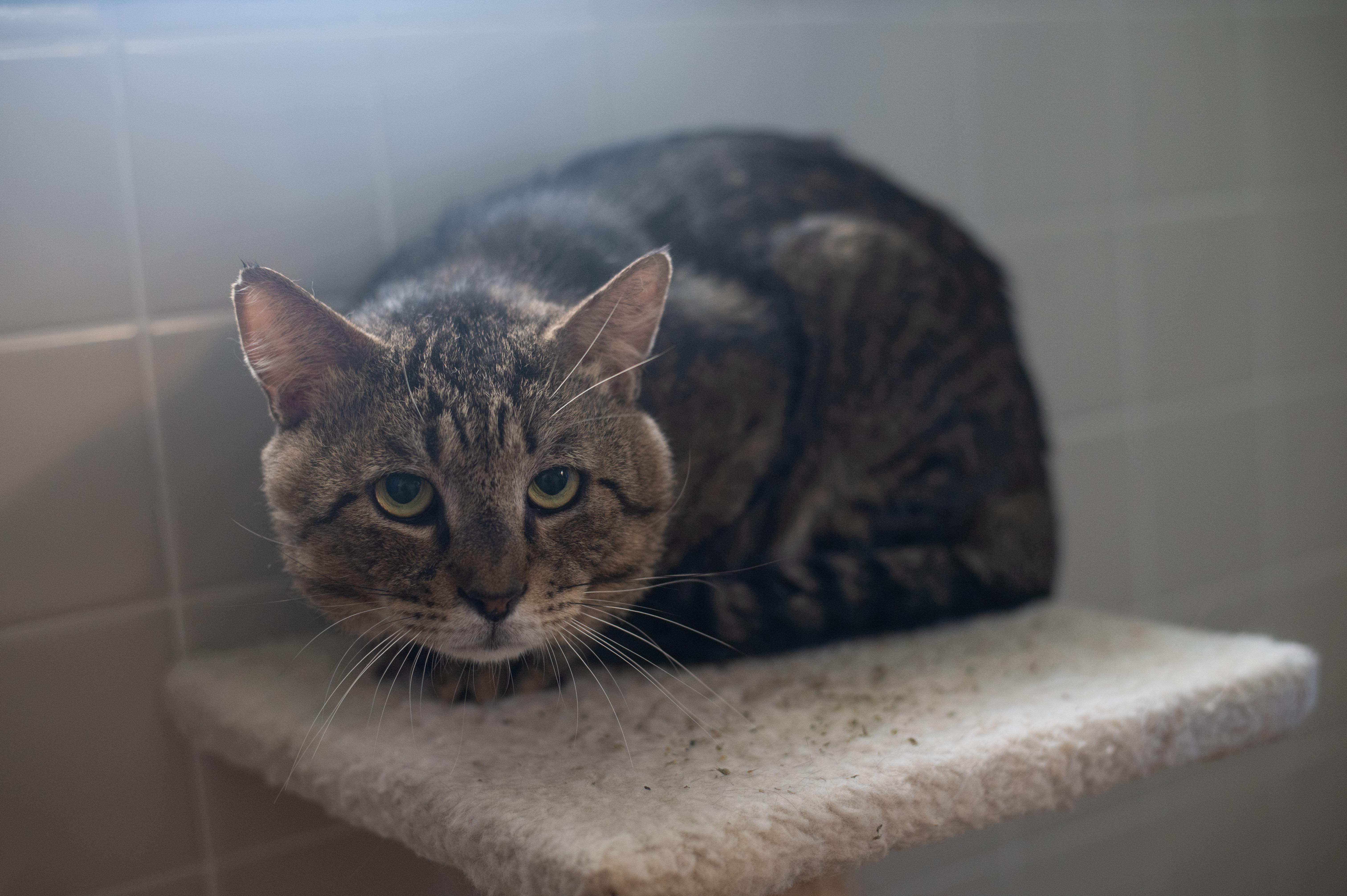 Benjamin Button, a Adoptable mixed breed in Orlando, FL image 1/4