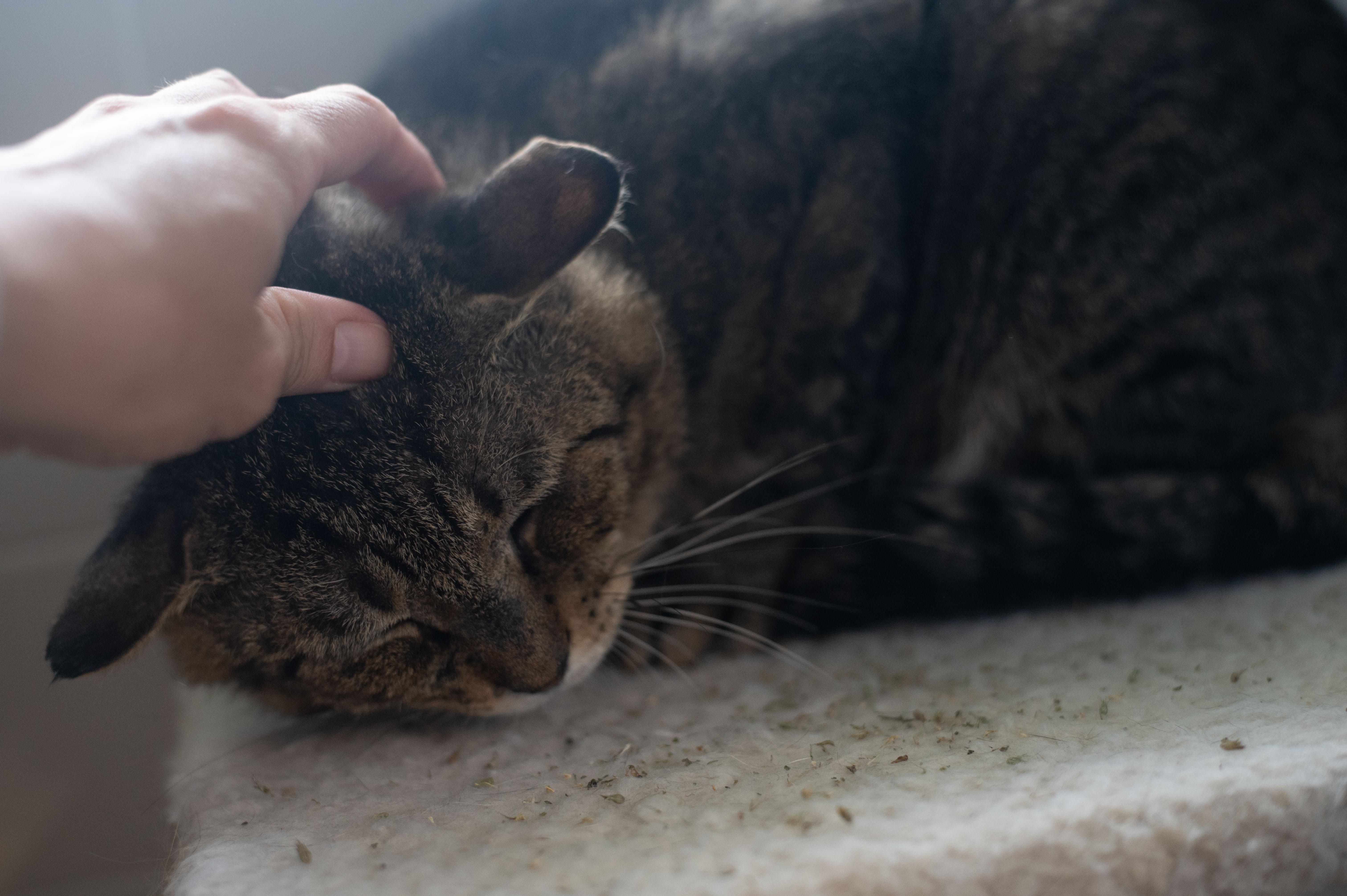 Benjamin Button, a Adoptable mixed breed in Orlando, FL image 2/4