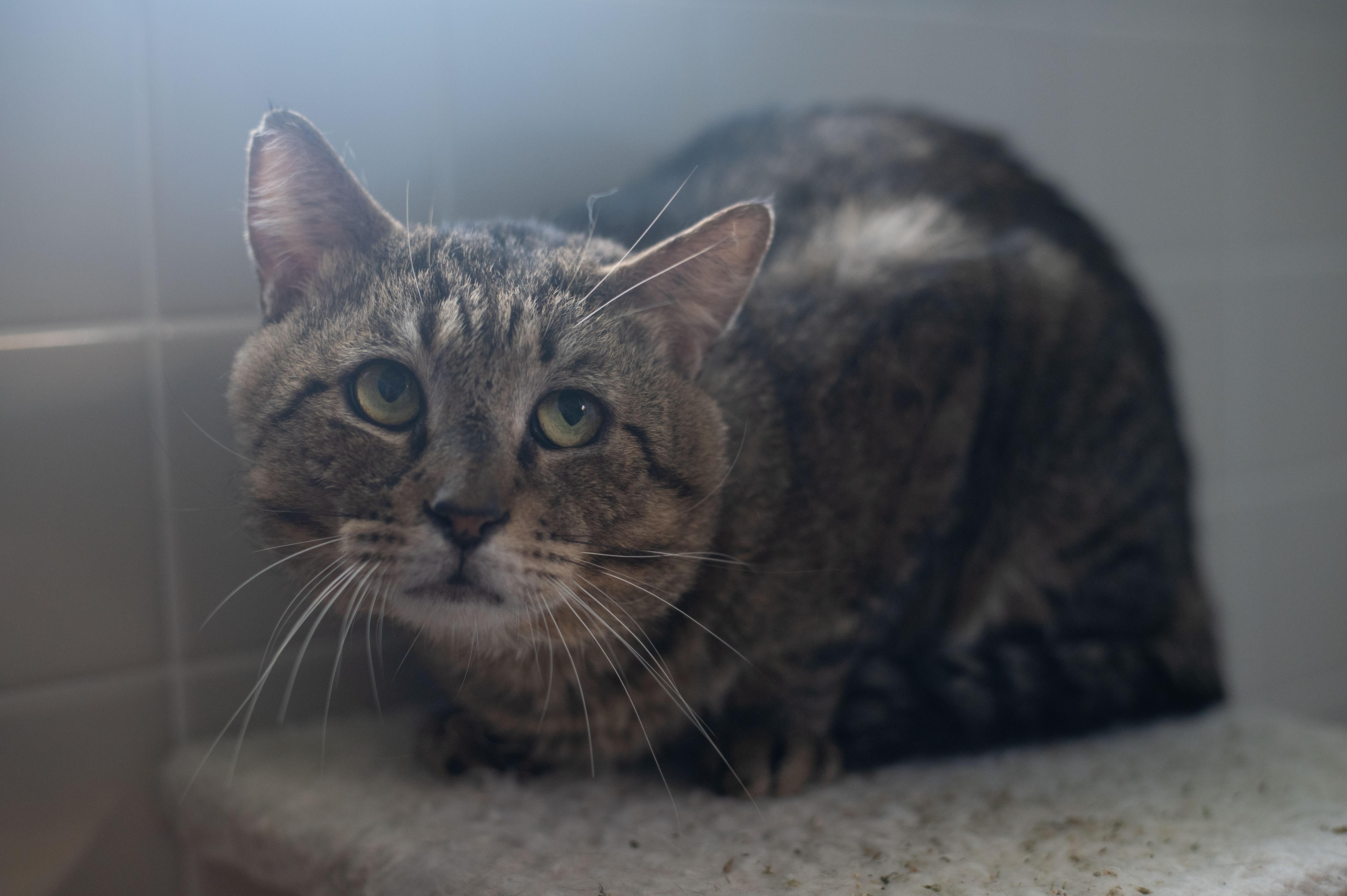 Benjamin Button, a Adoptable mixed breed in Orlando, FL image 3/4