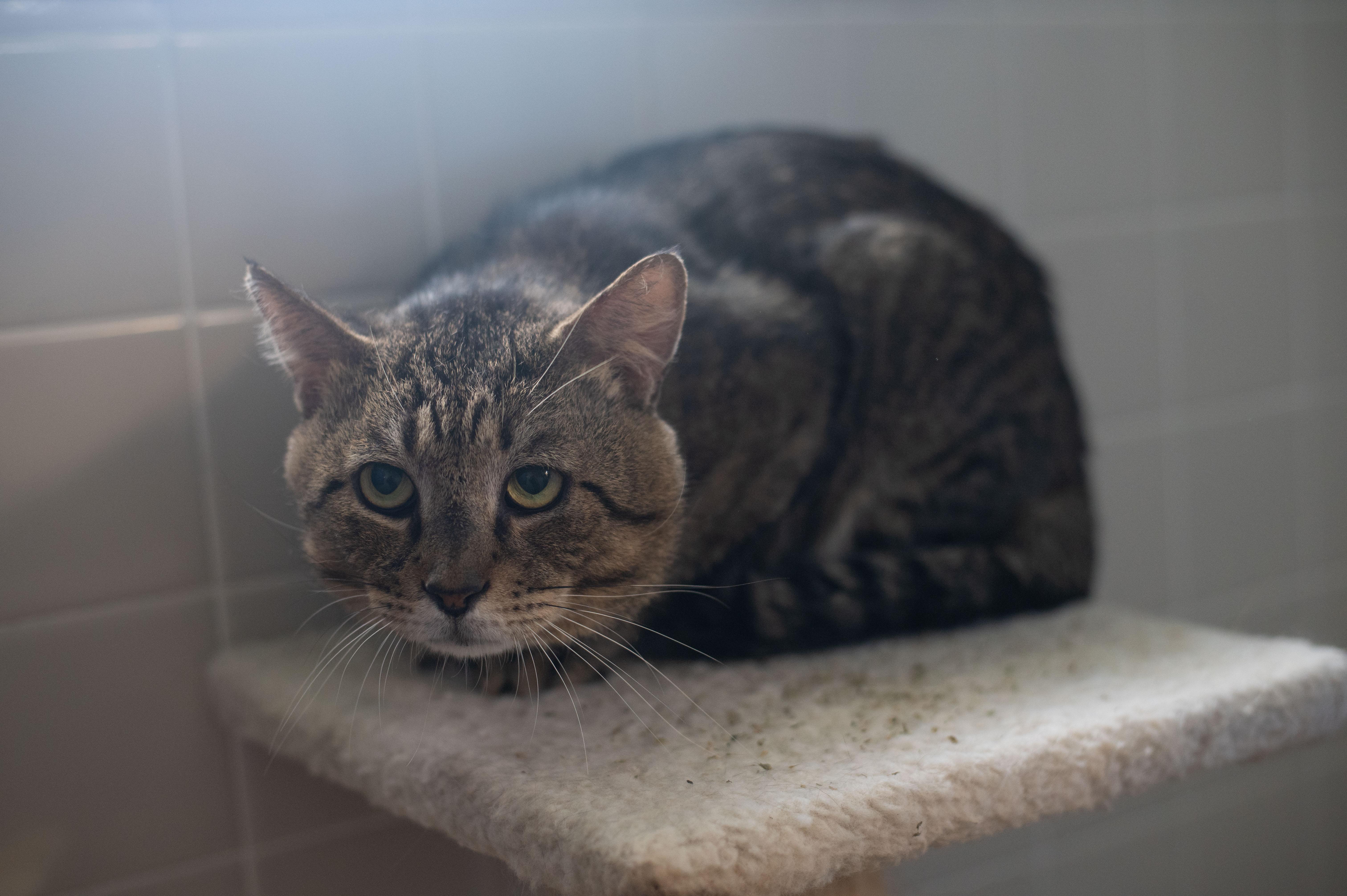 Benjamin Button, a Adoptable mixed breed in Orlando, FL image 4/4