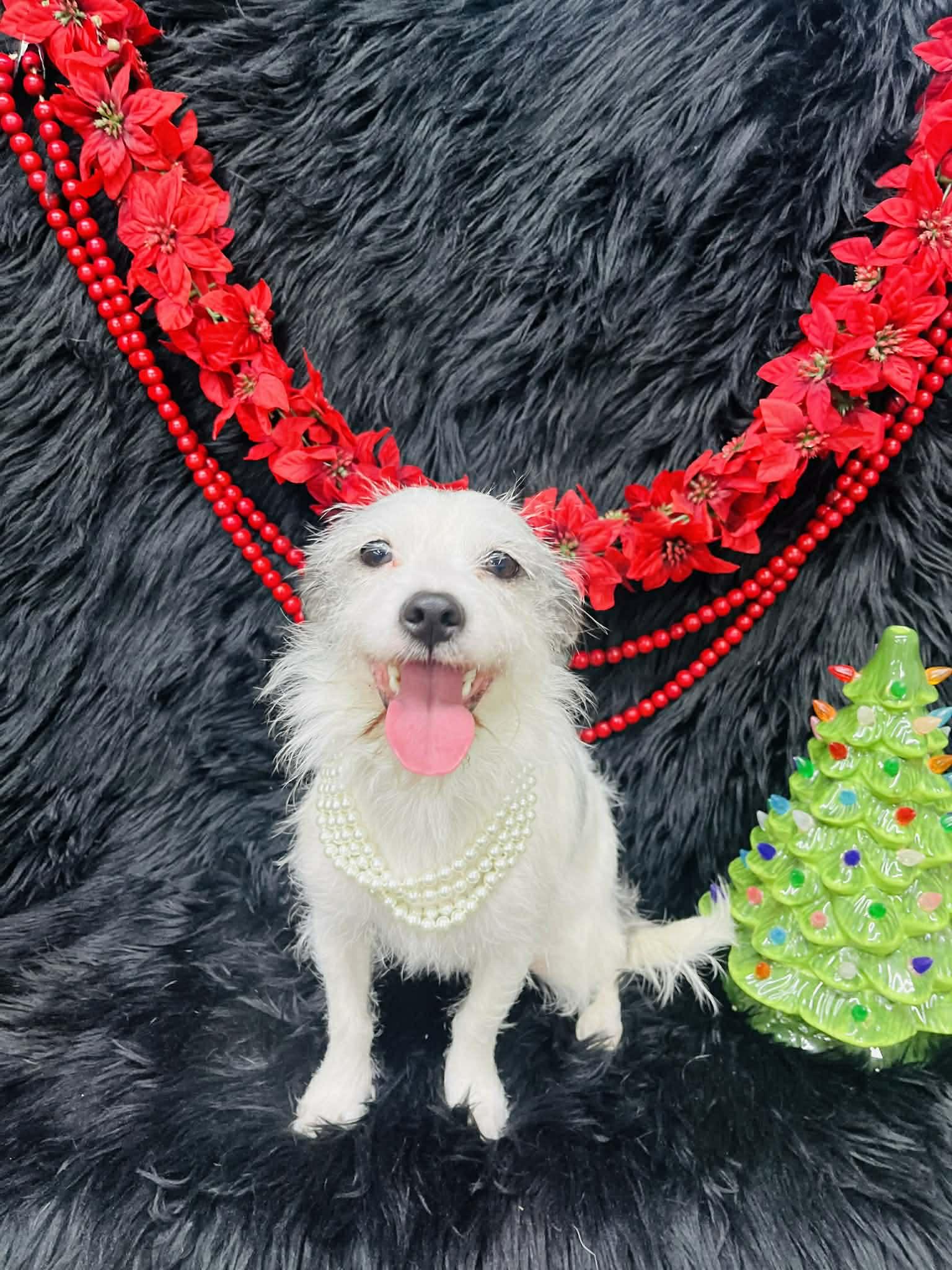 Emma, Adoptable, Young Female Jack Russell Terrier & Terrier.